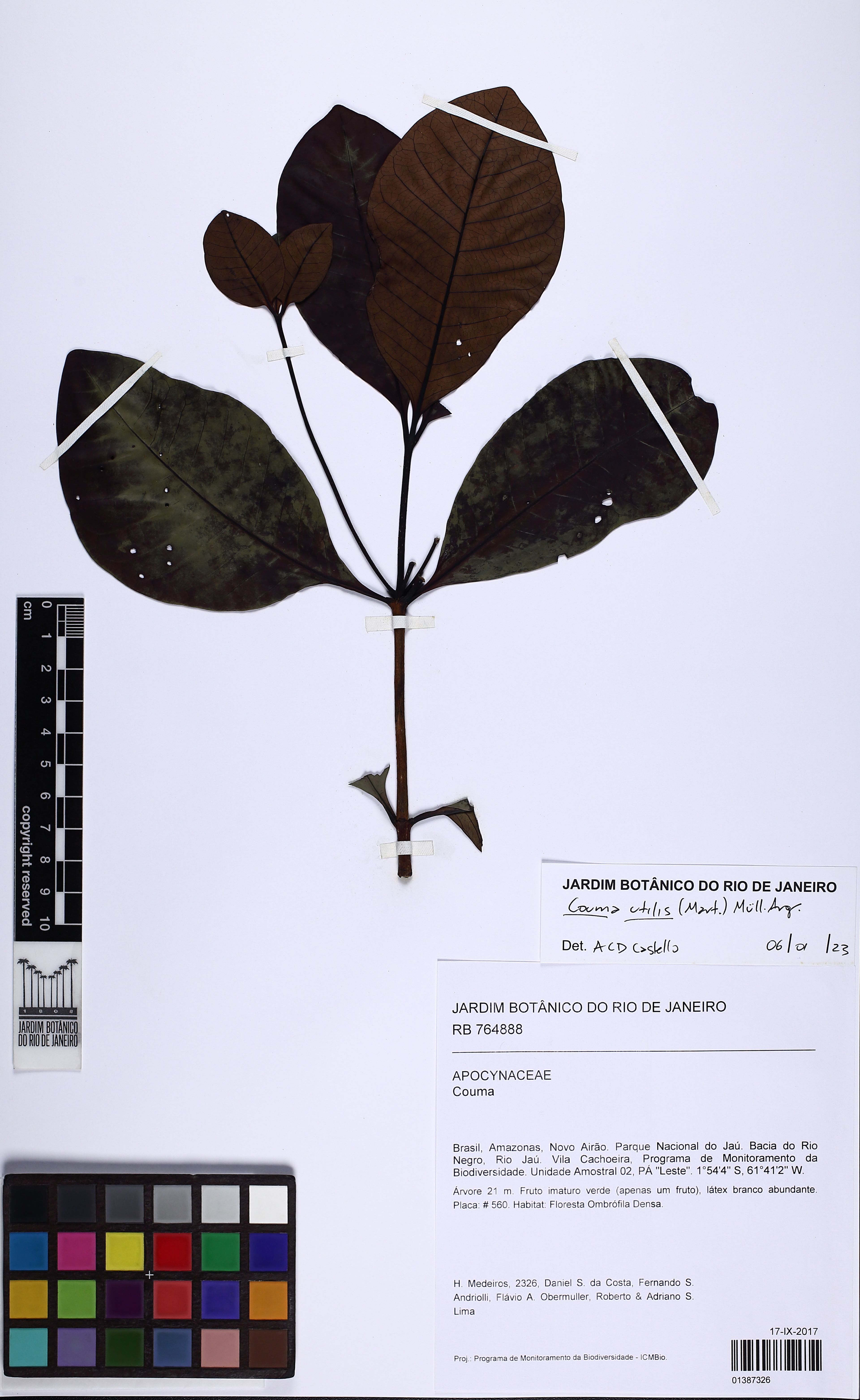 Couma utilis - 9