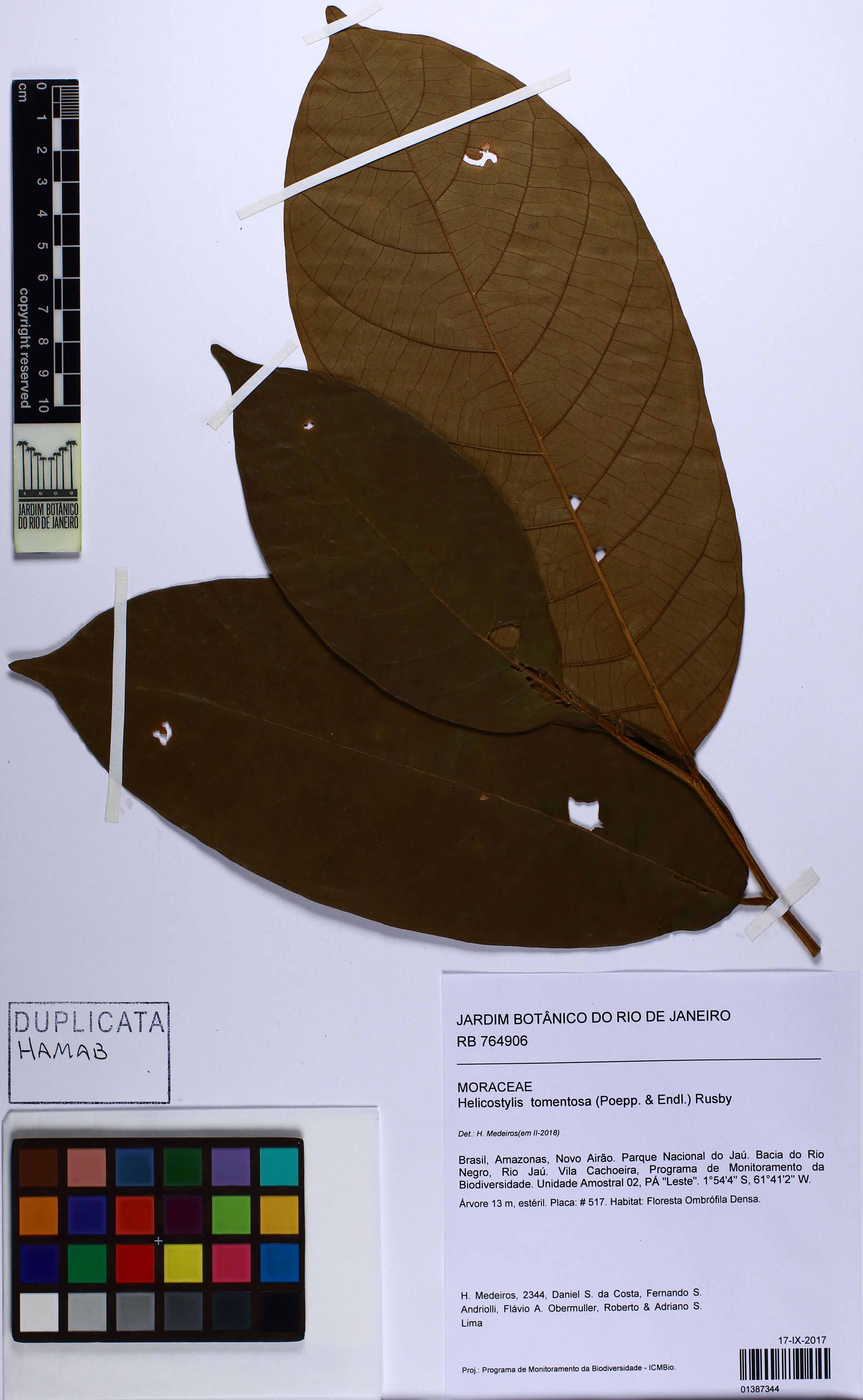 Helicostylis tomentosa - 107