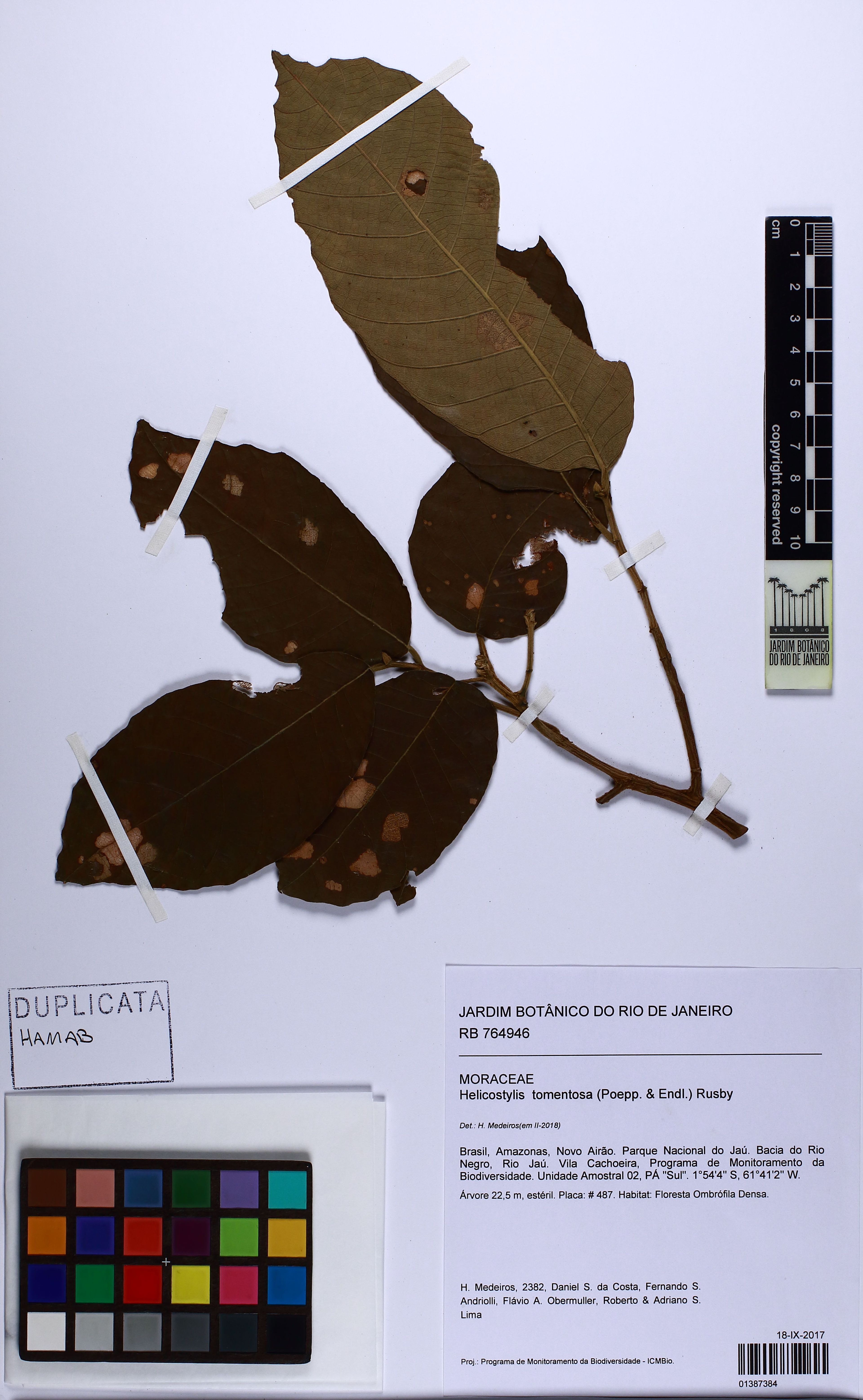 Helicostylis tomentosa - 87