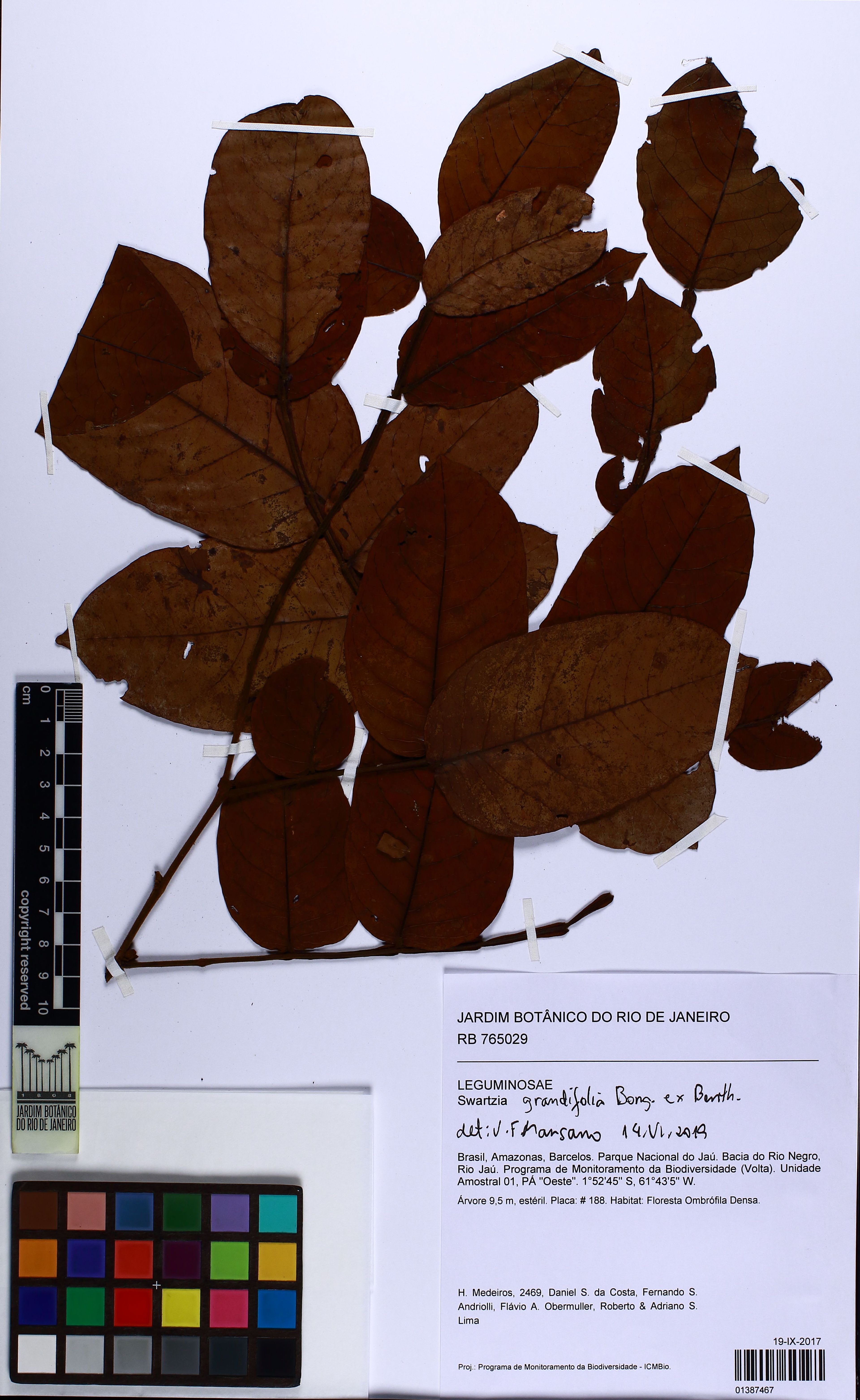 Swartzia grandifolia - 62