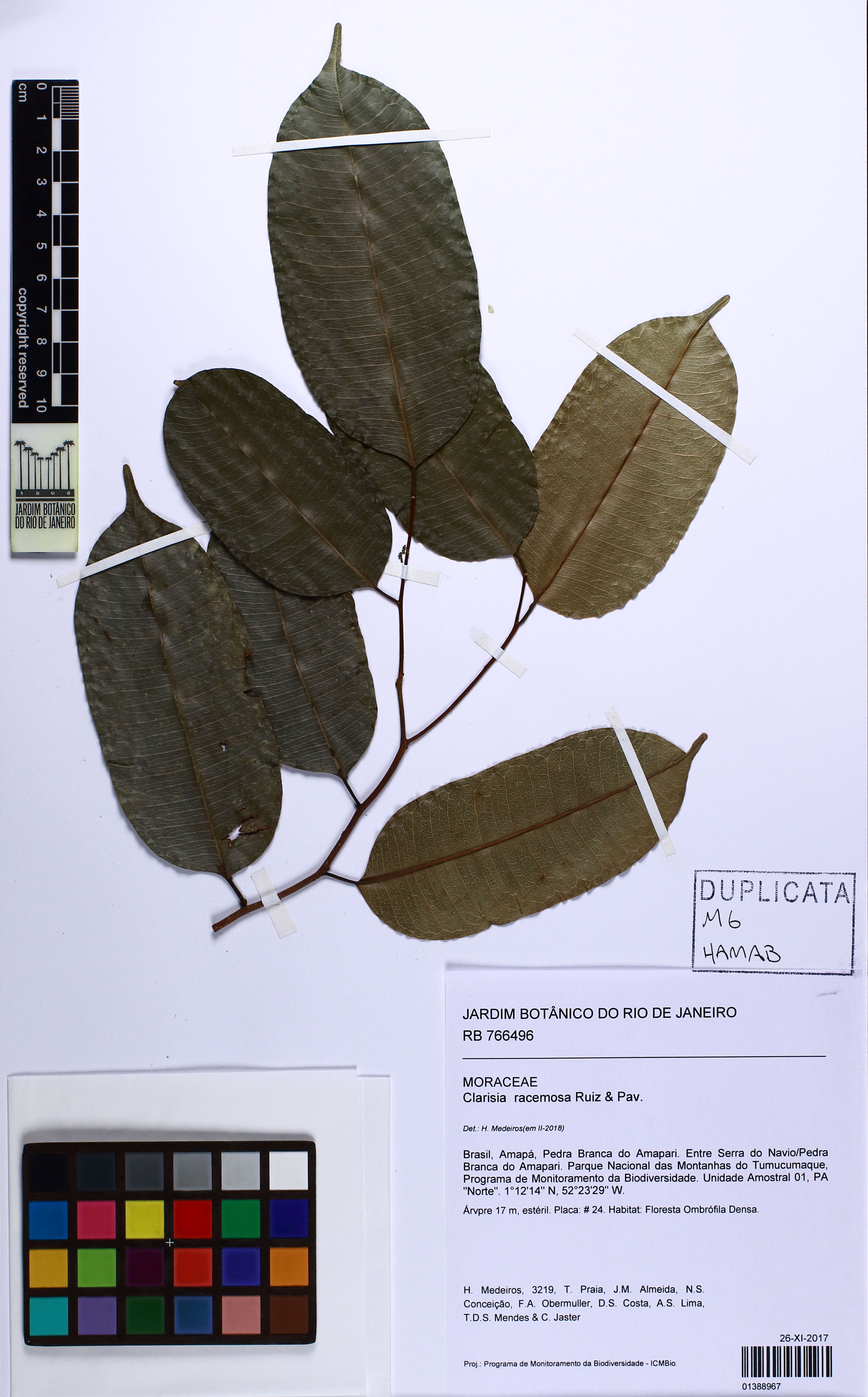 Clarisia racemosa - 87