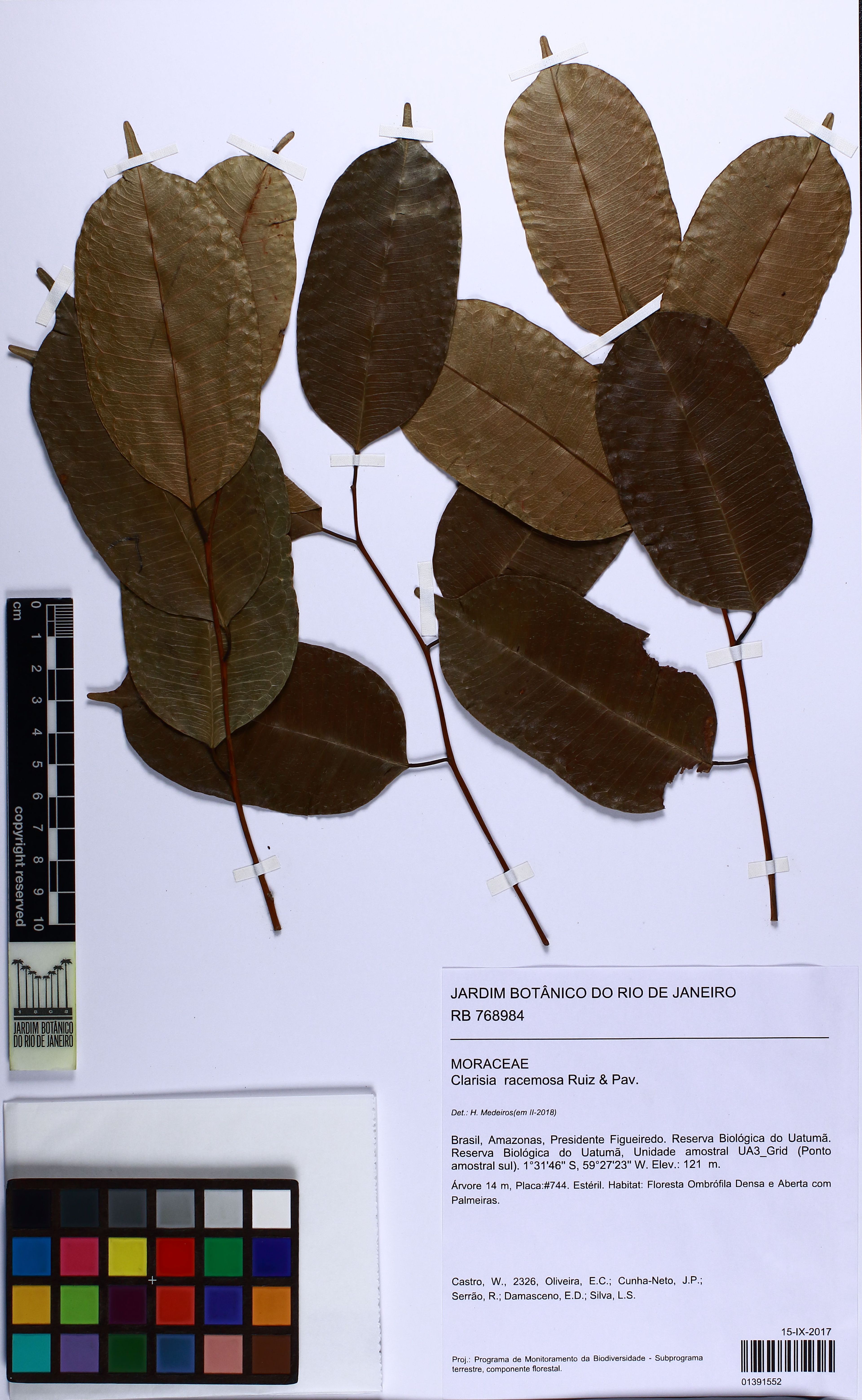 Clarisia racemosa - 79