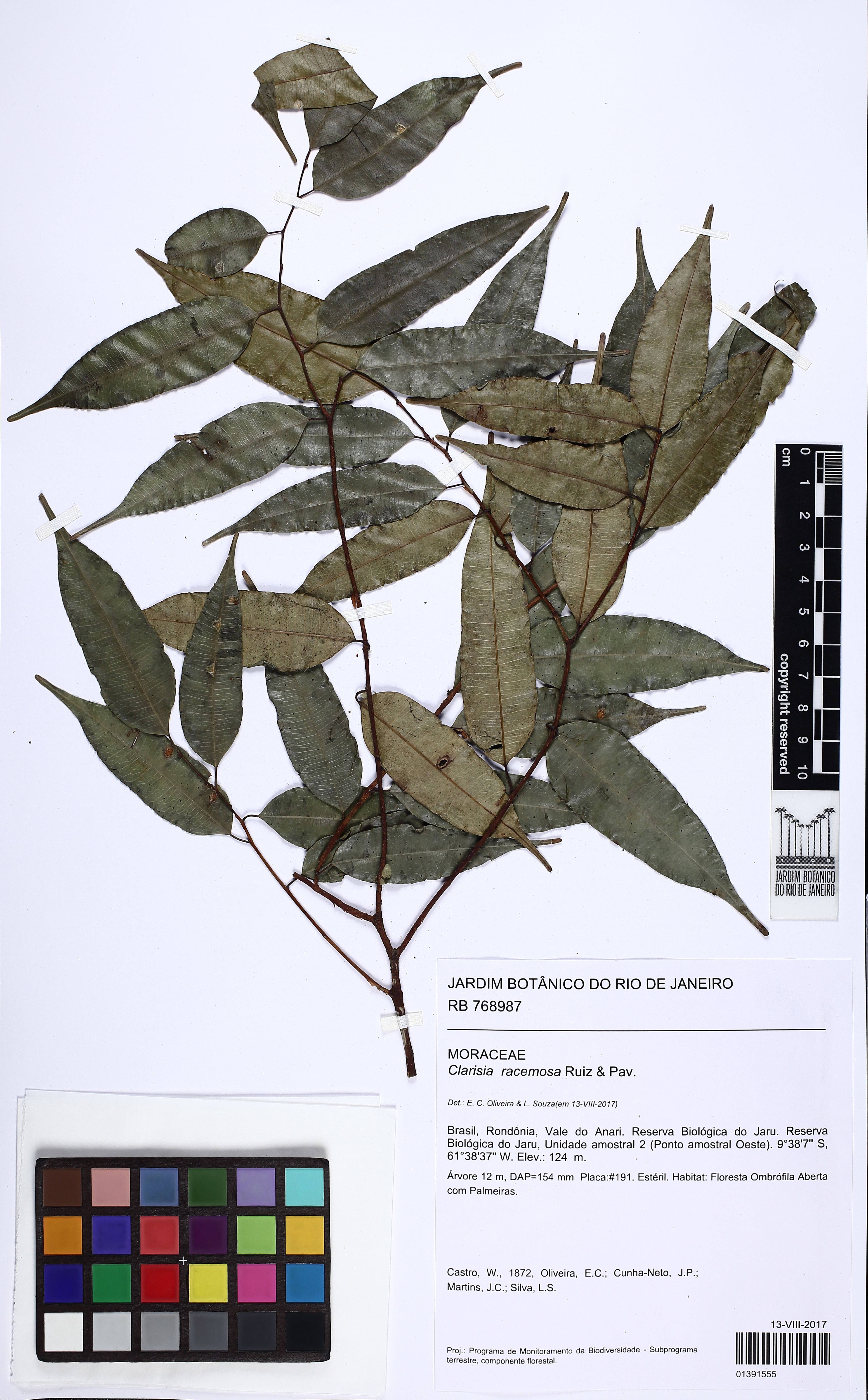 Clarisia racemosa - 16