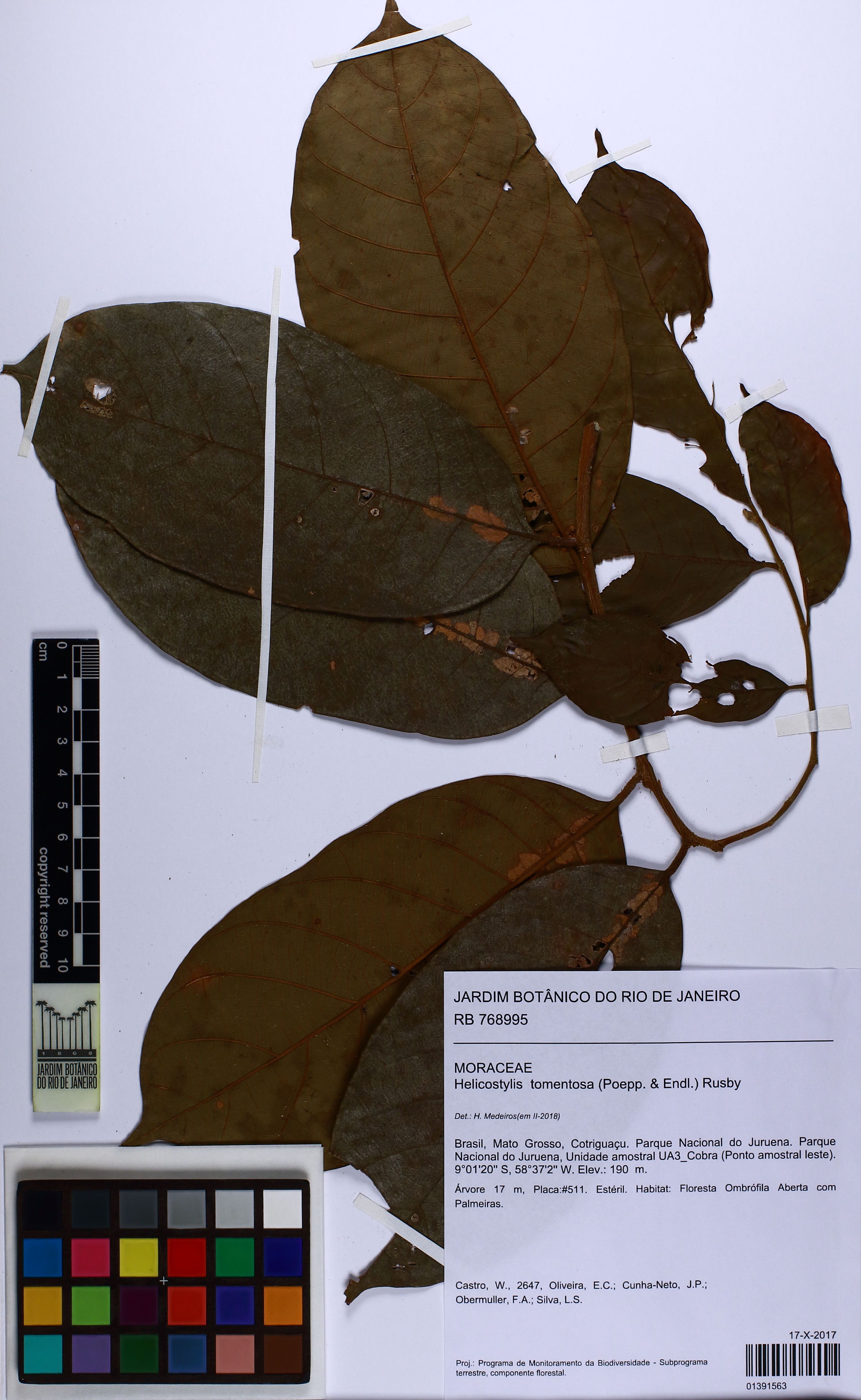 Helicostylis tomentosa - 105
