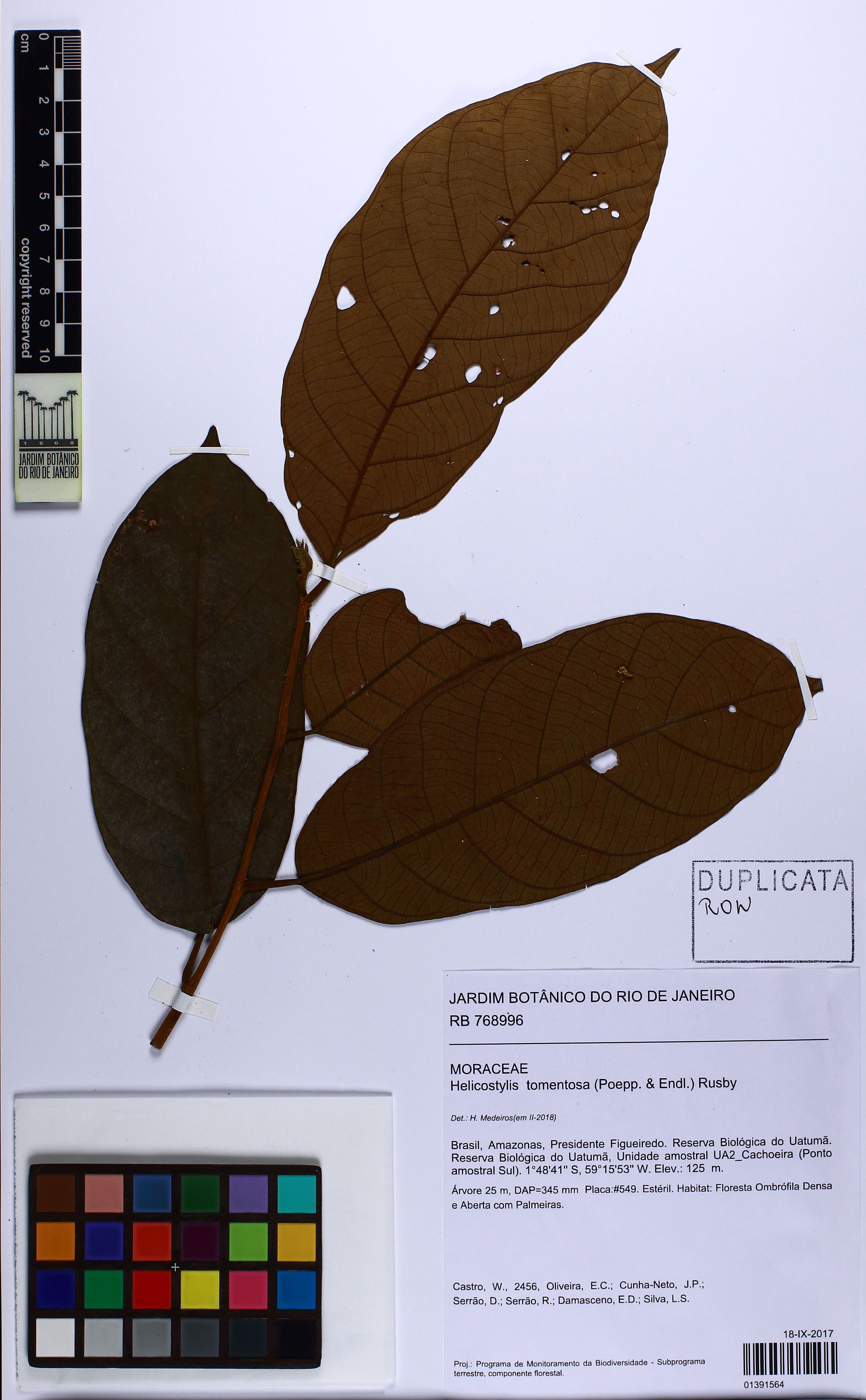 Helicostylis tomentosa - 110