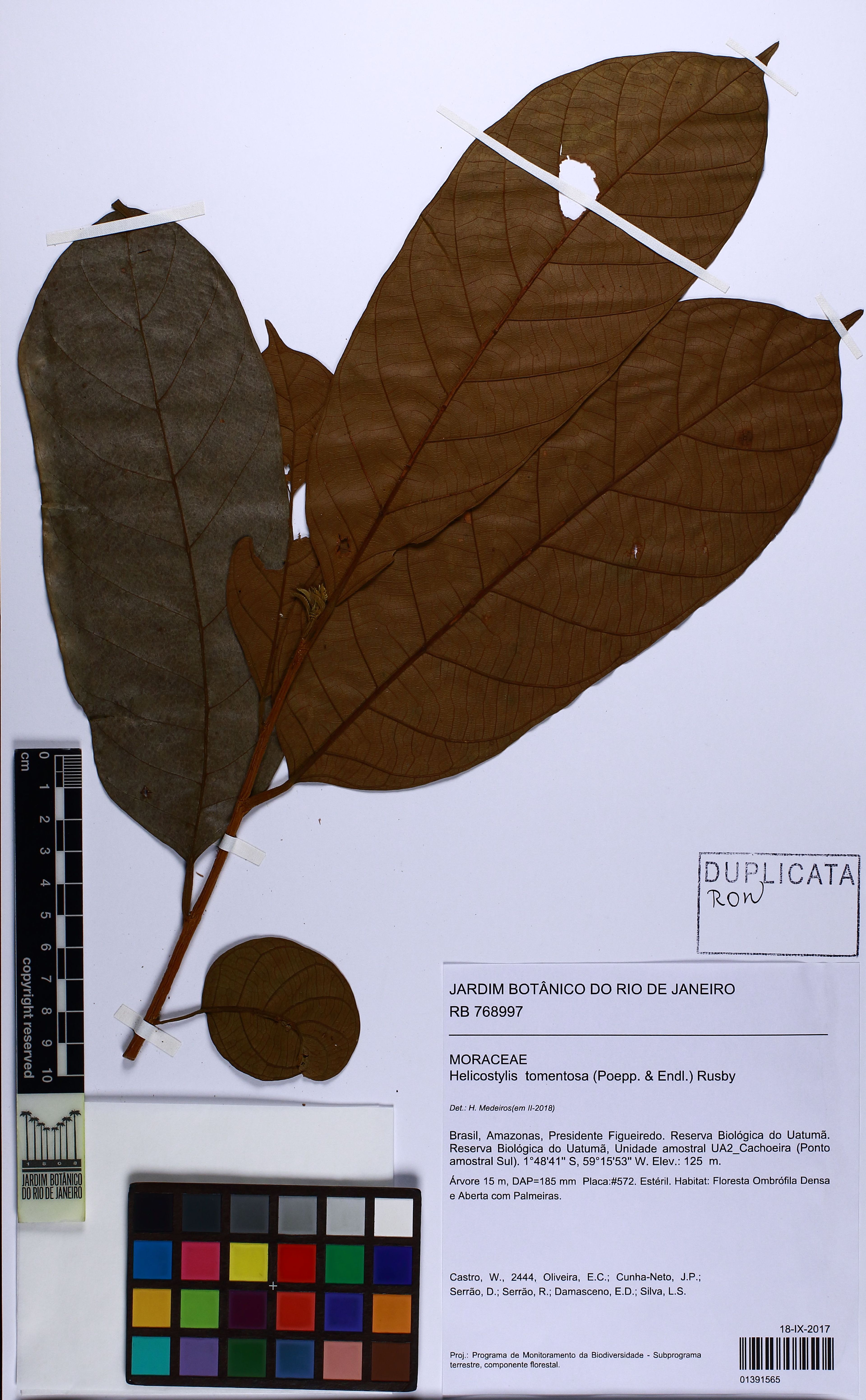 Helicostylis tomentosa - 54