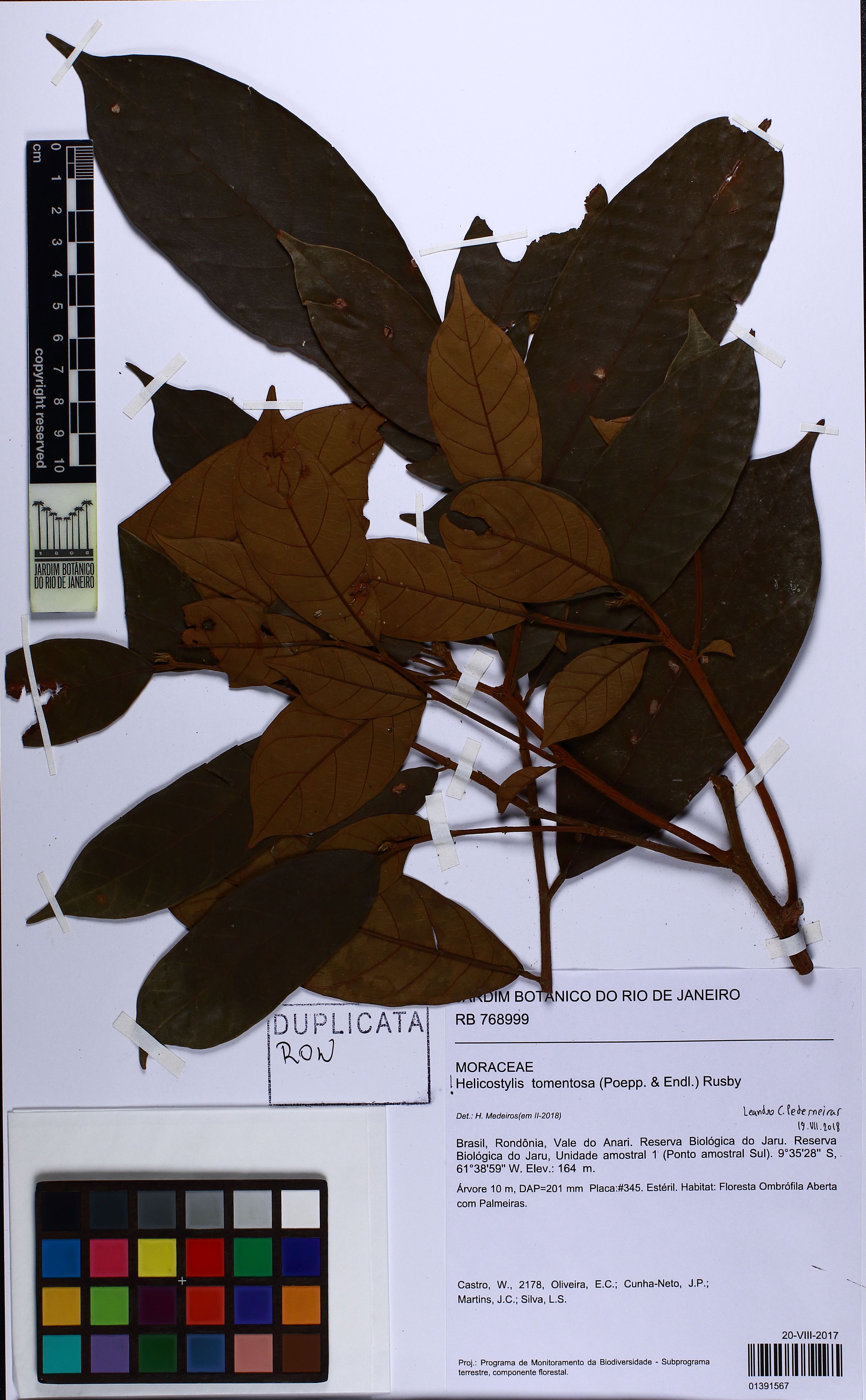 Helicostylis tomentosa - 61