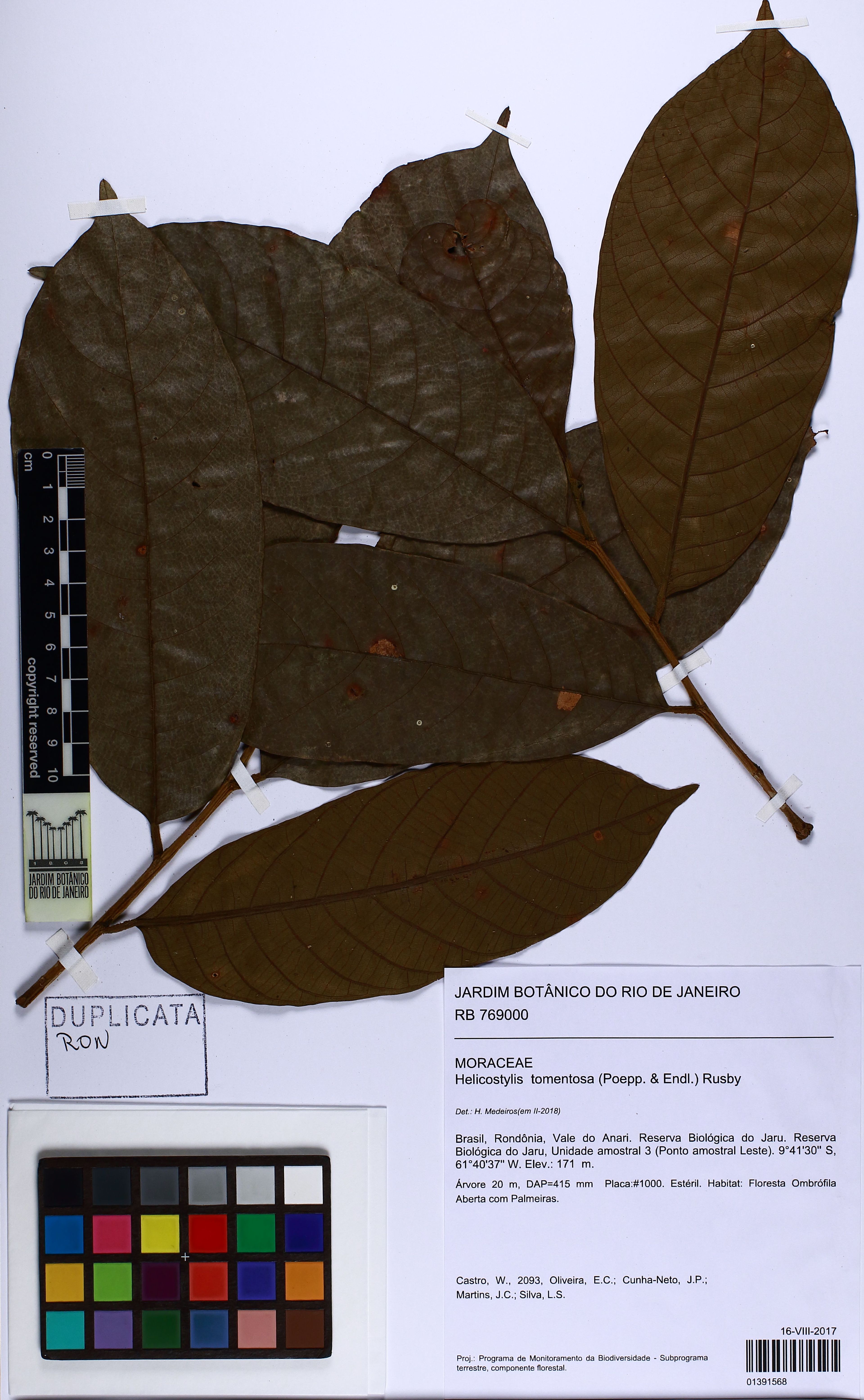 Helicostylis tomentosa - 92