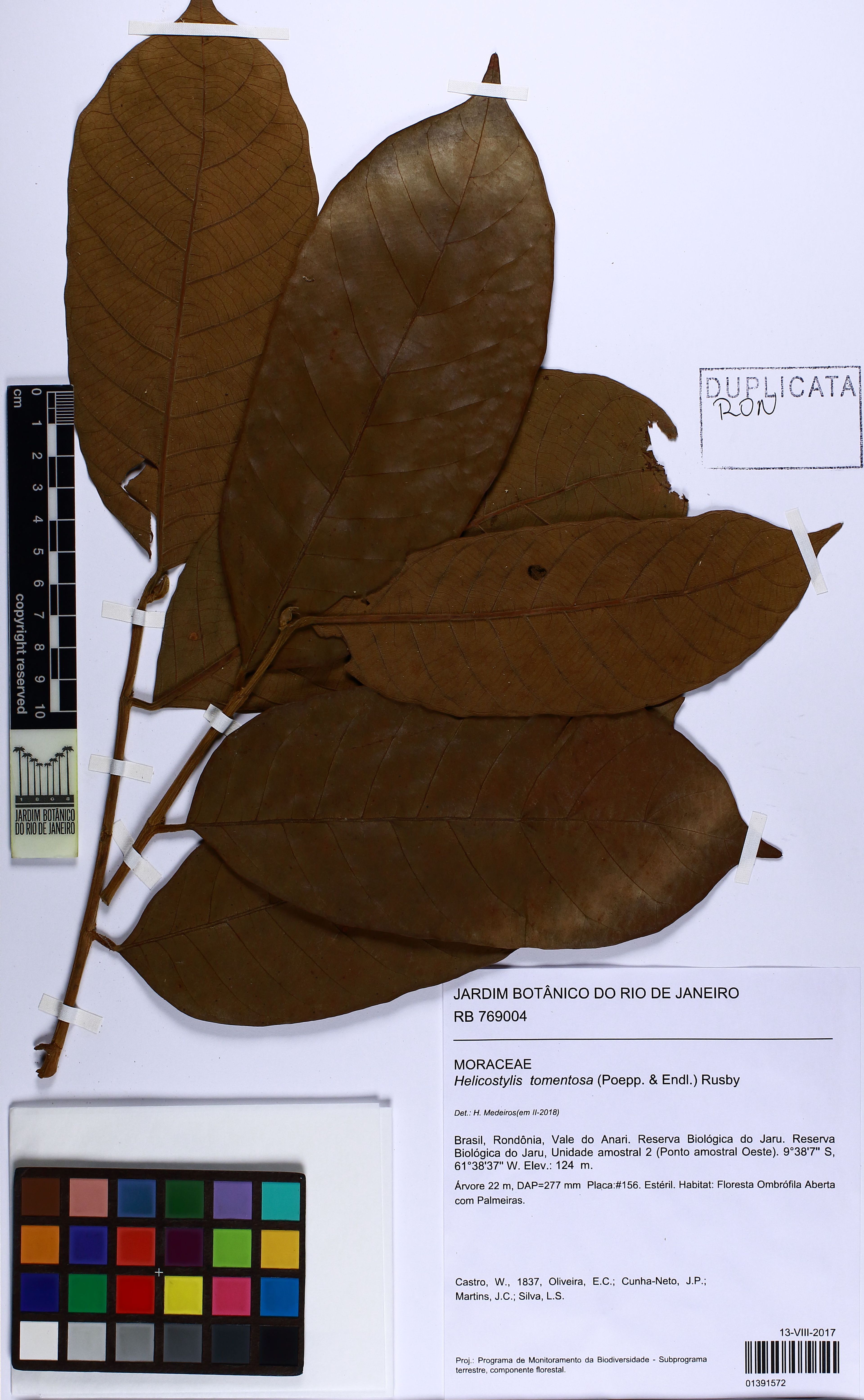 Helicostylis tomentosa - 59