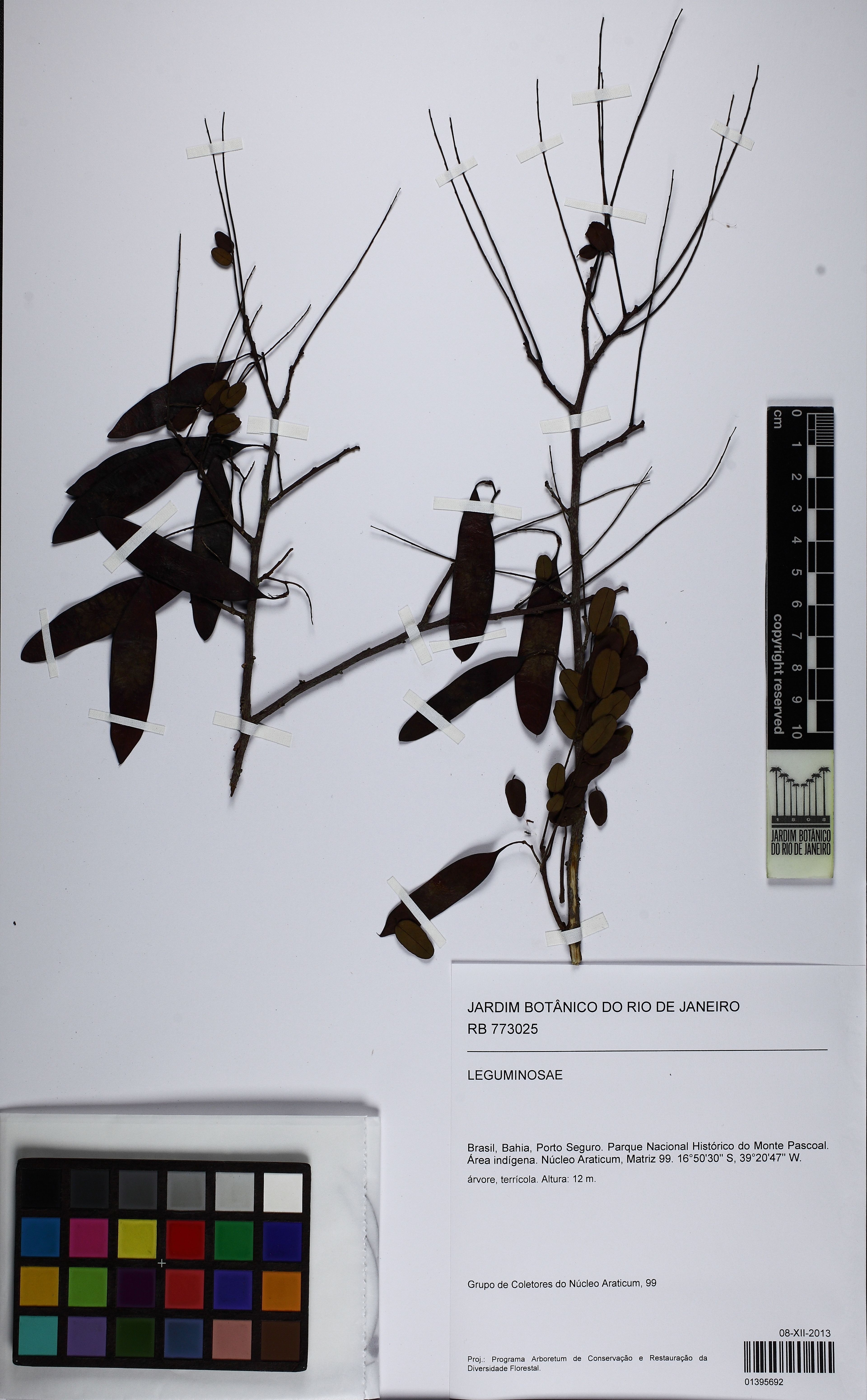 Dalbergia nigra - 78