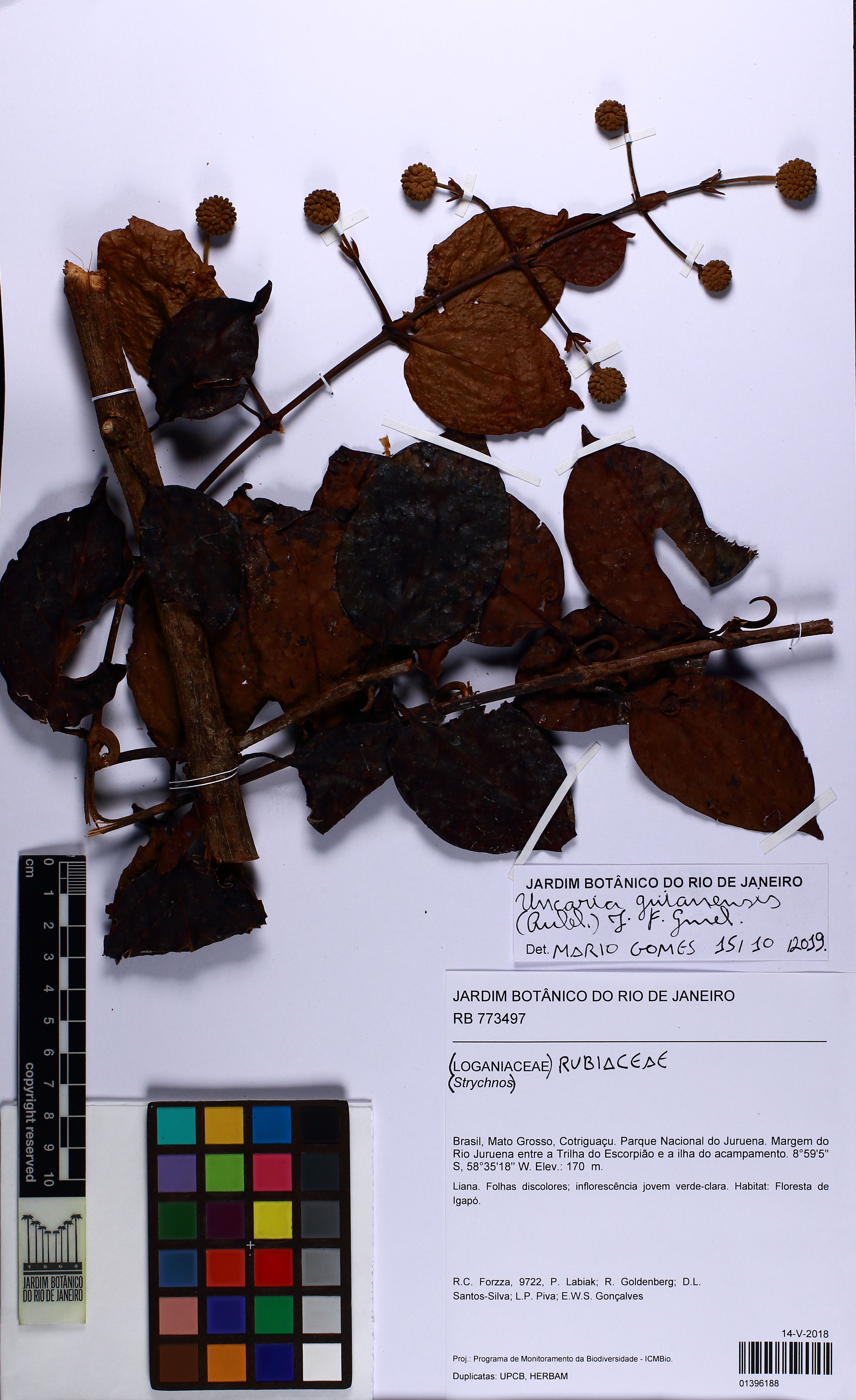 Uncaria guianensis - 6
