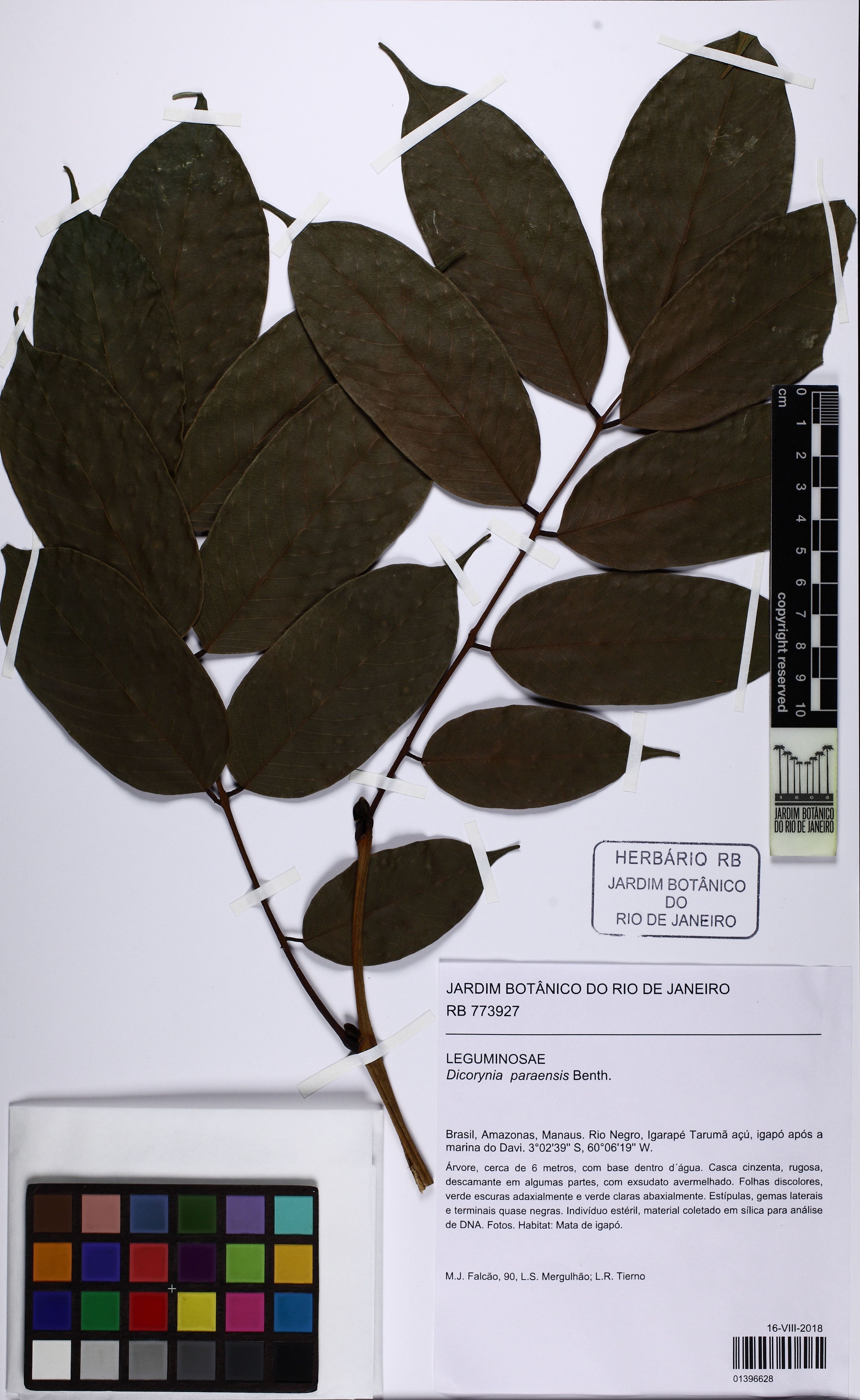 Dicorynia - 45