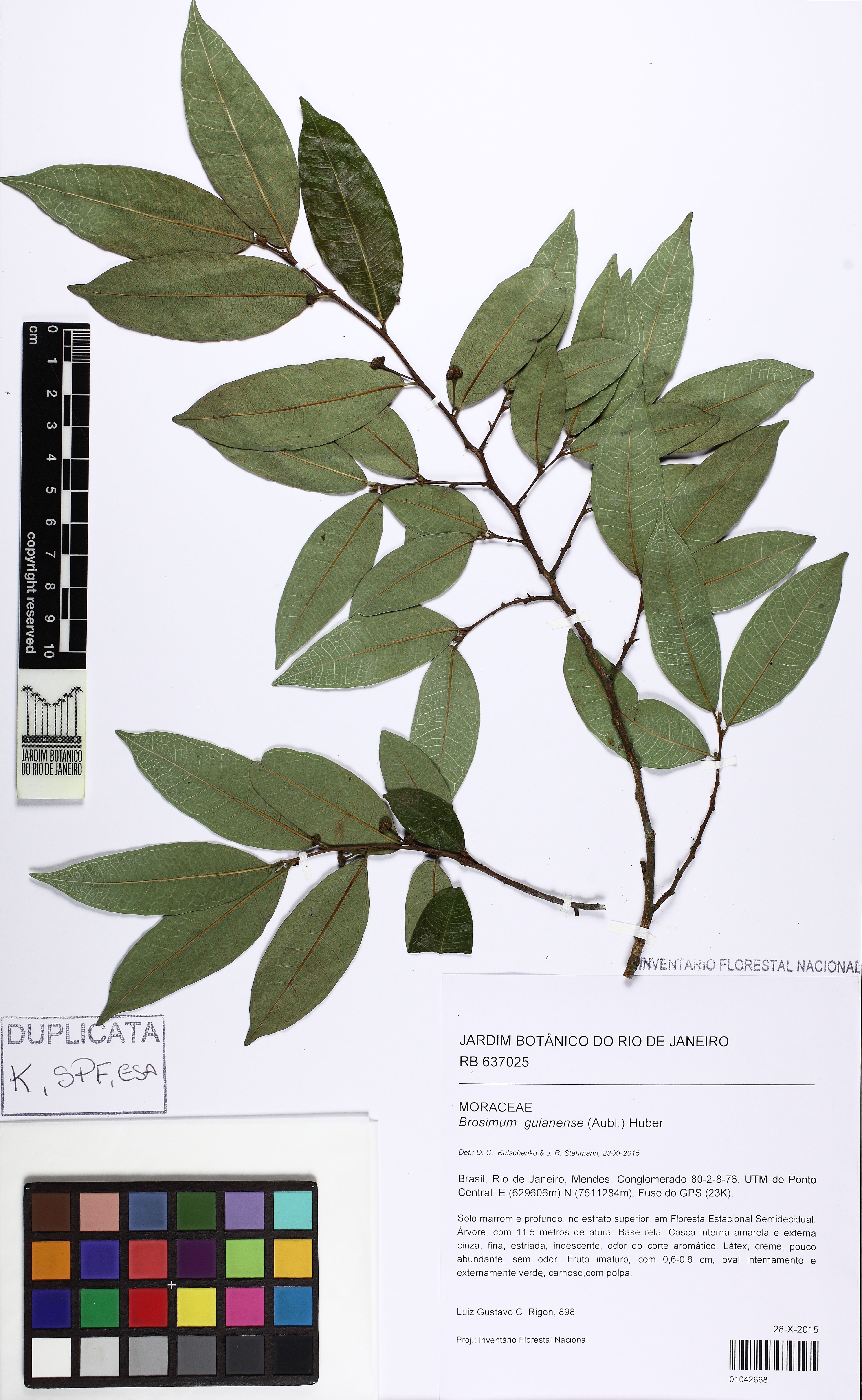 Brosimum guianense - 33