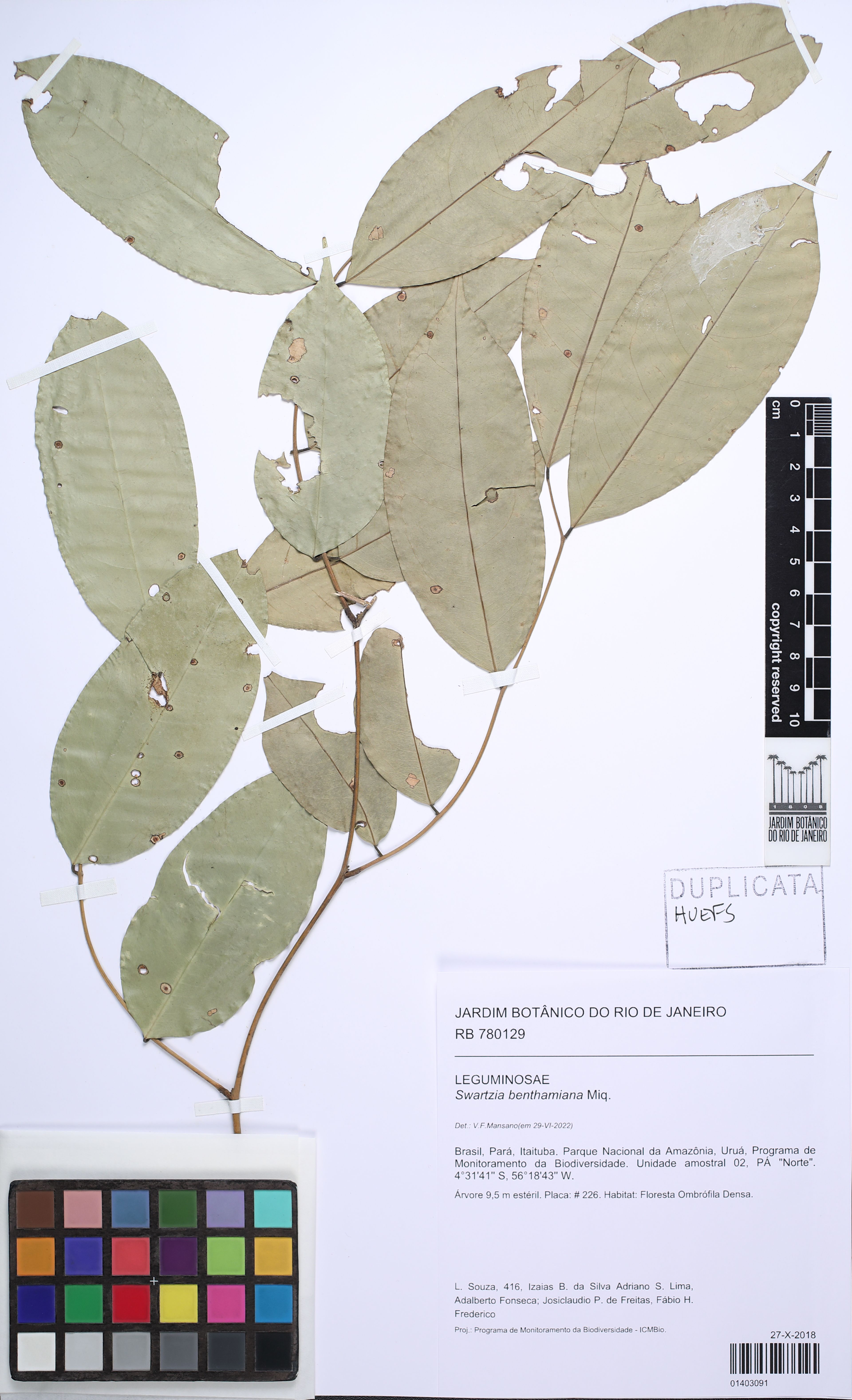 Swartzia benthamiana - 22