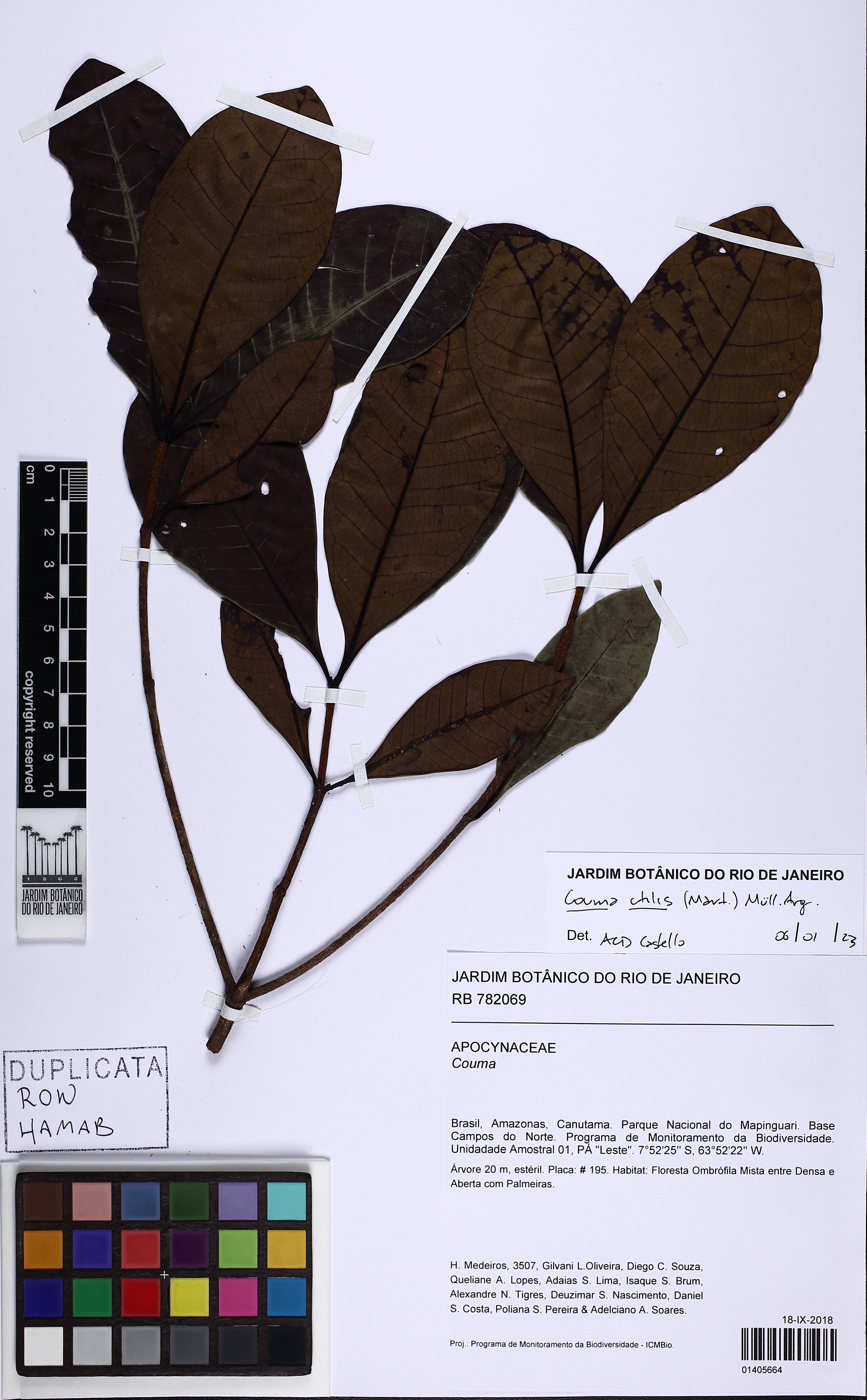 Couma utilis - 83