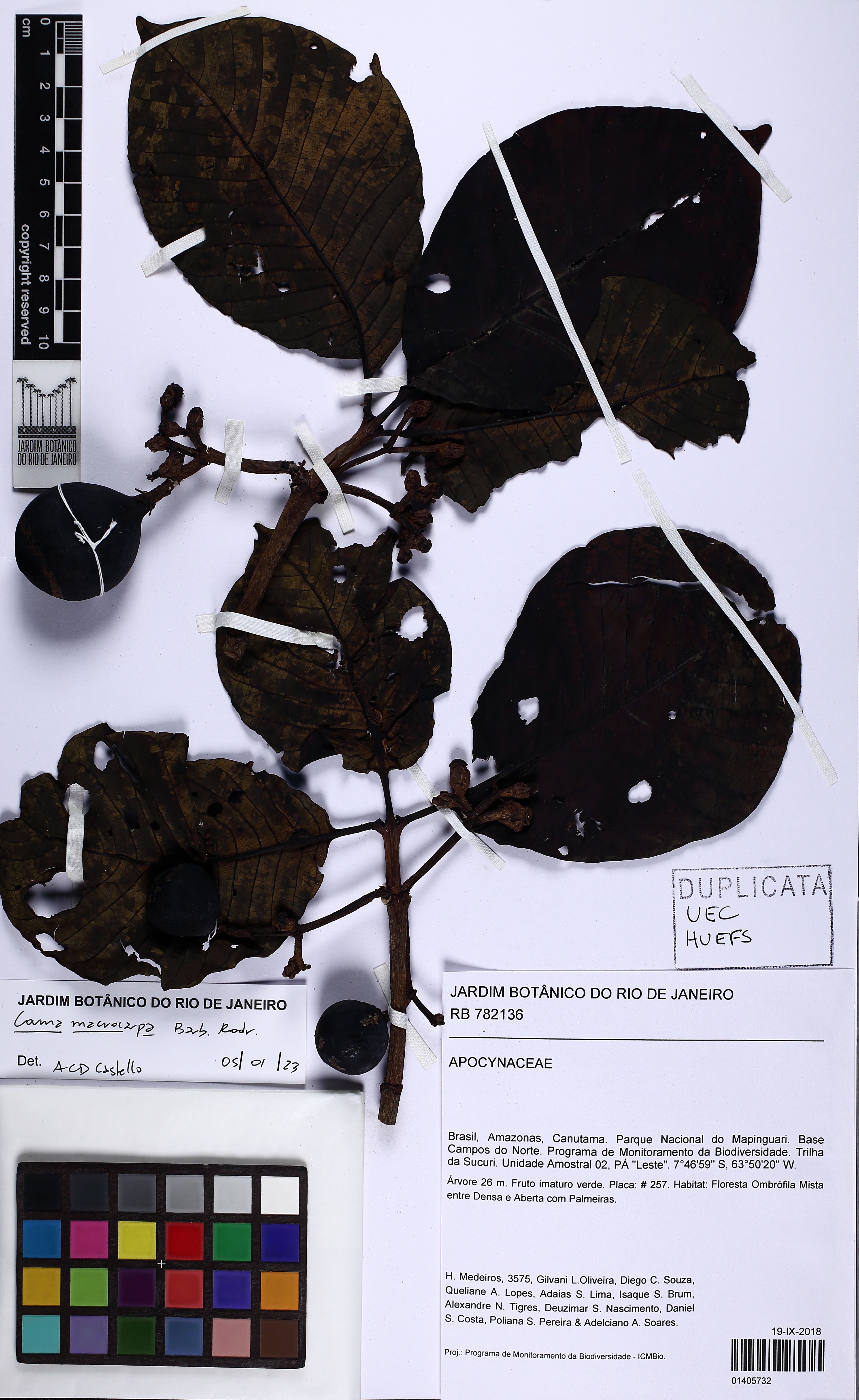 Couma macrocarpa - 82