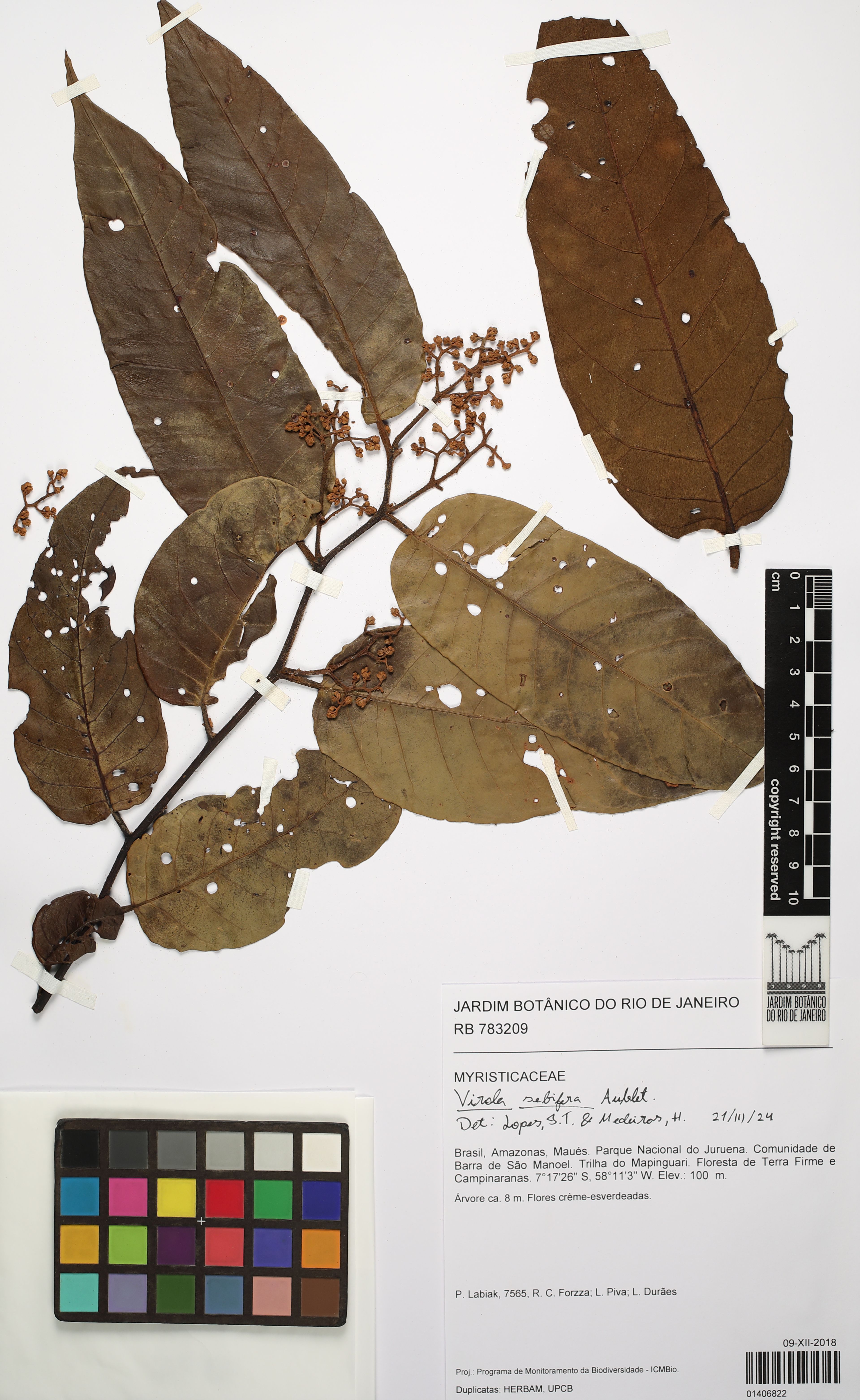 Virola sebifera - 18