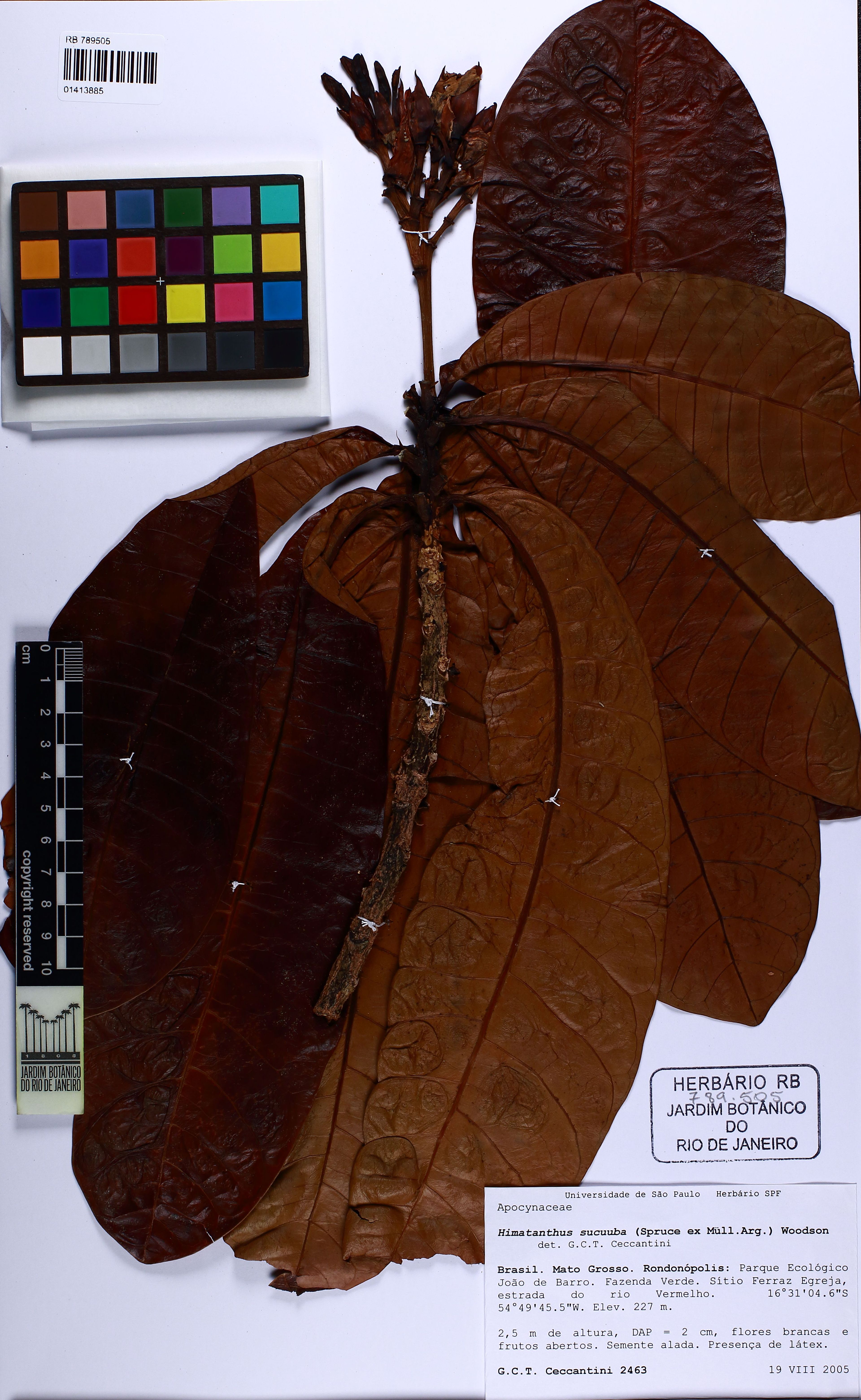 Himatanthus sucuuba - 82