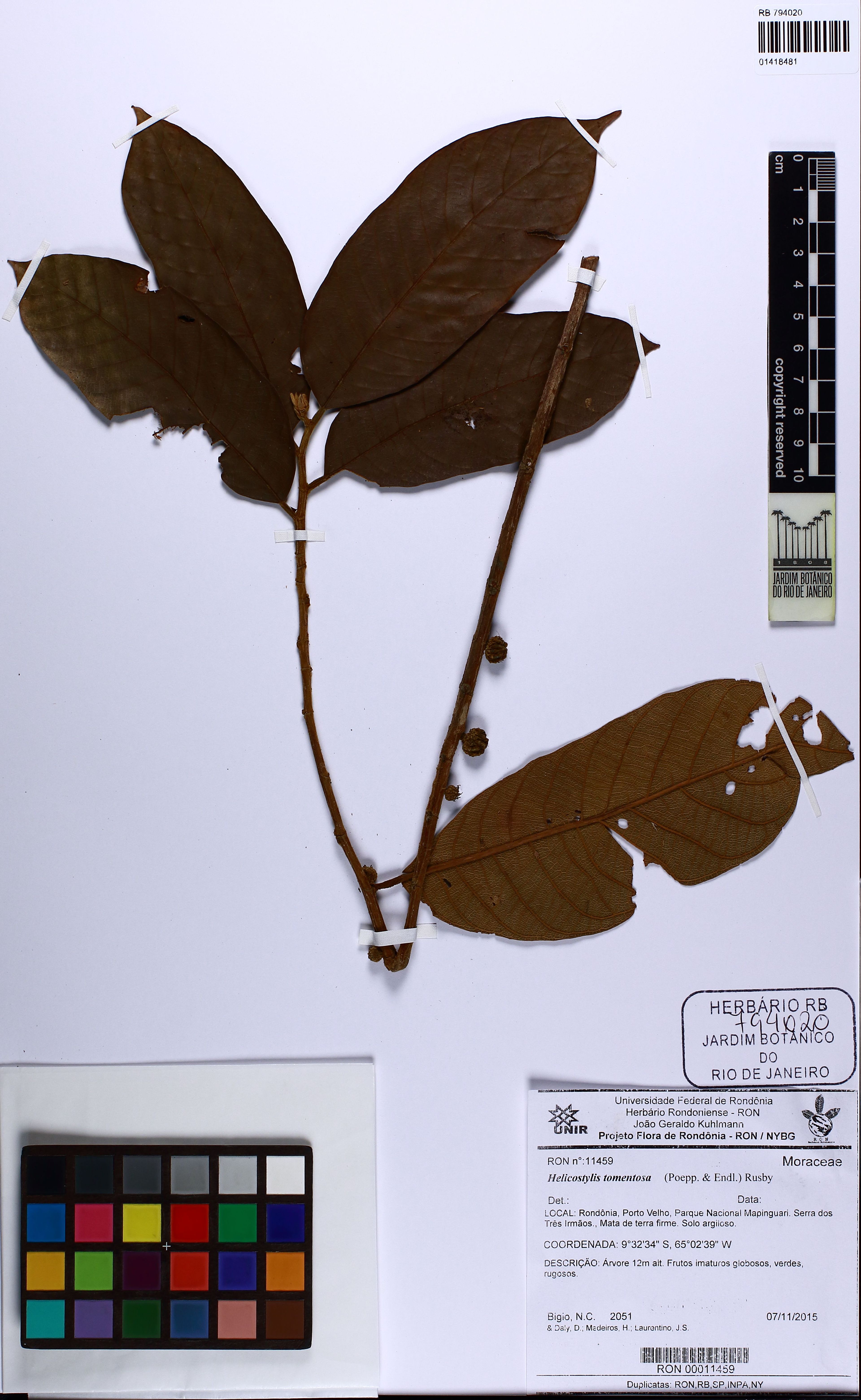 Helicostylis tomentosa - 70