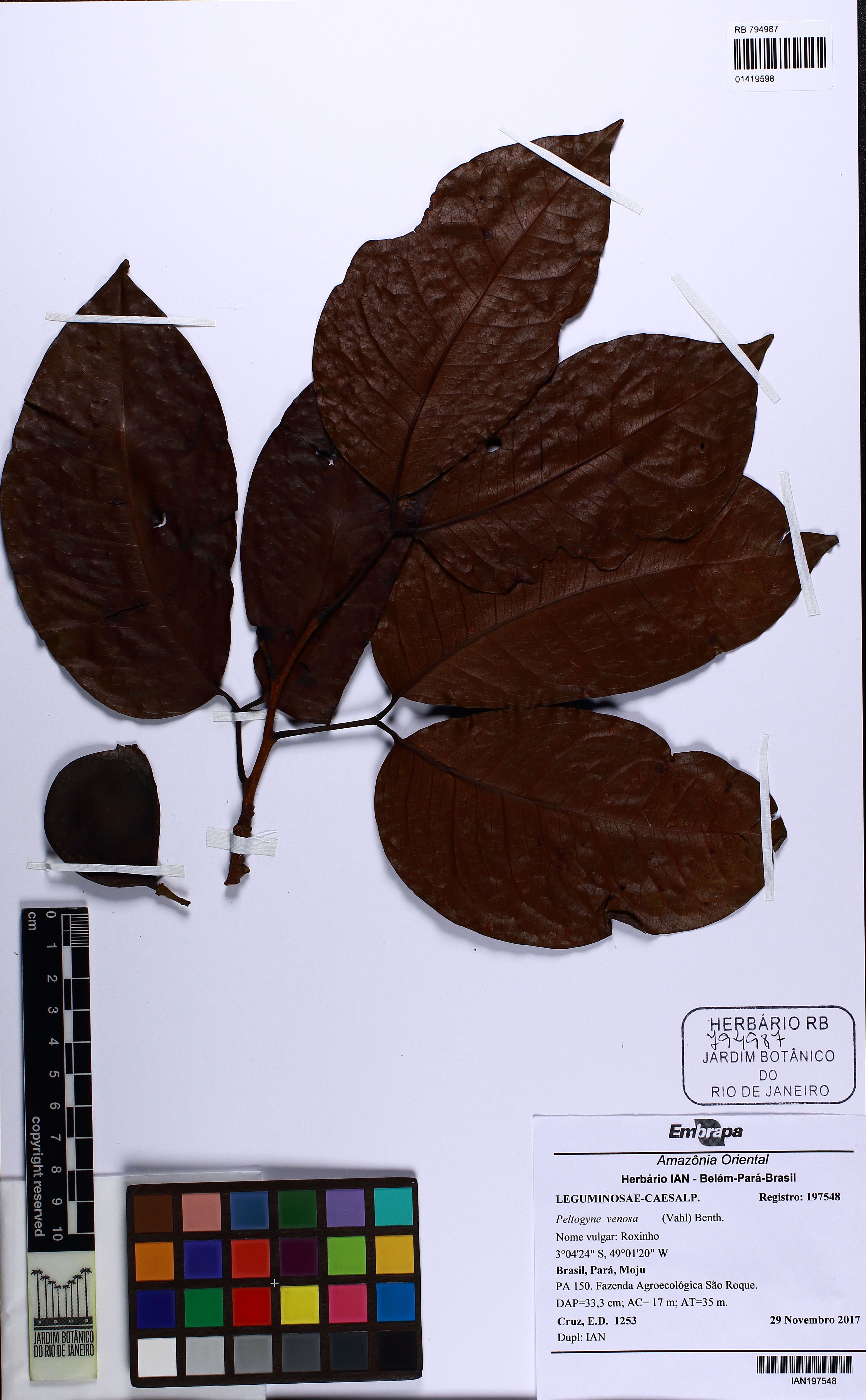 Peltogyne venosa - 41
