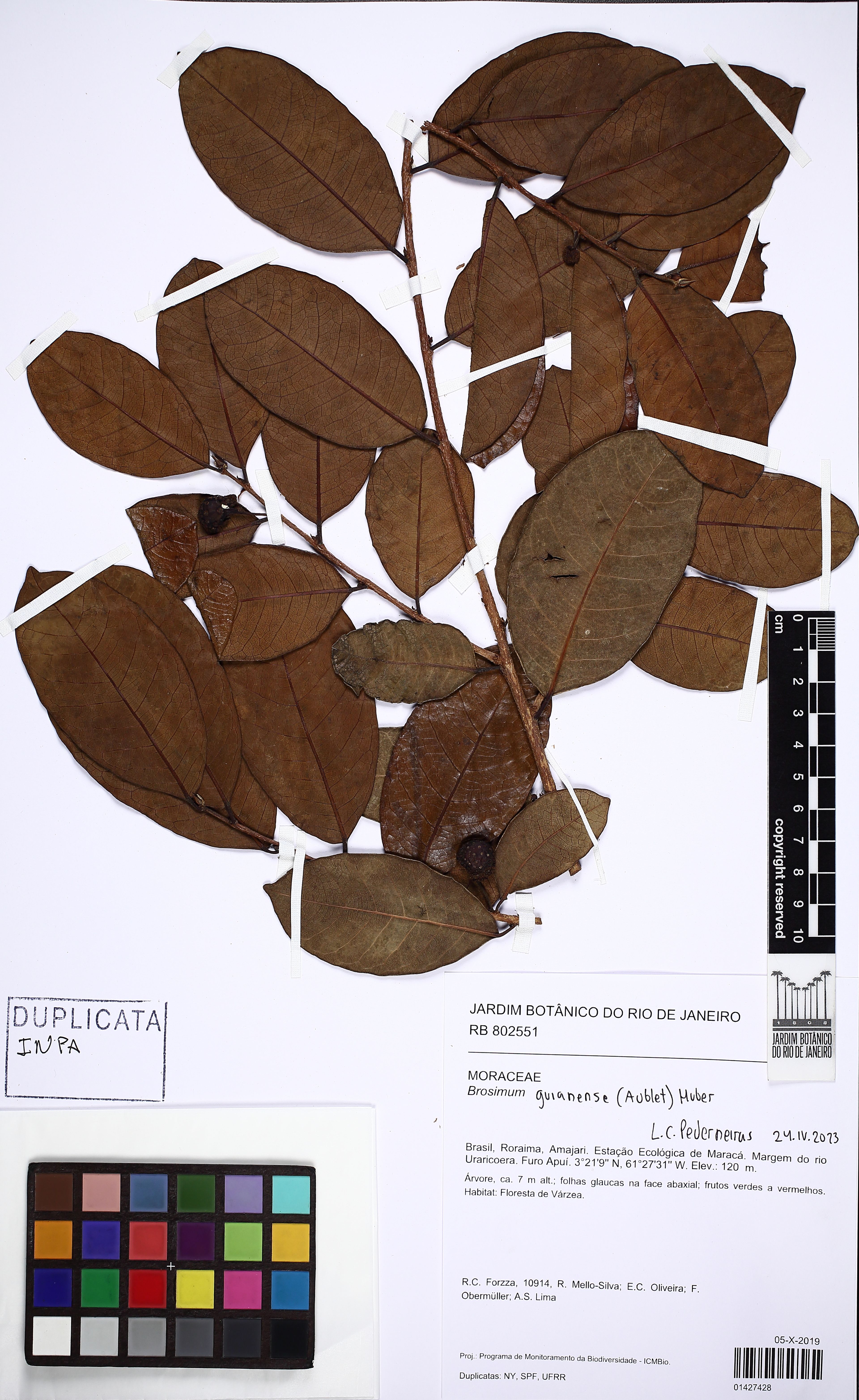 Brosimum guianense - 71