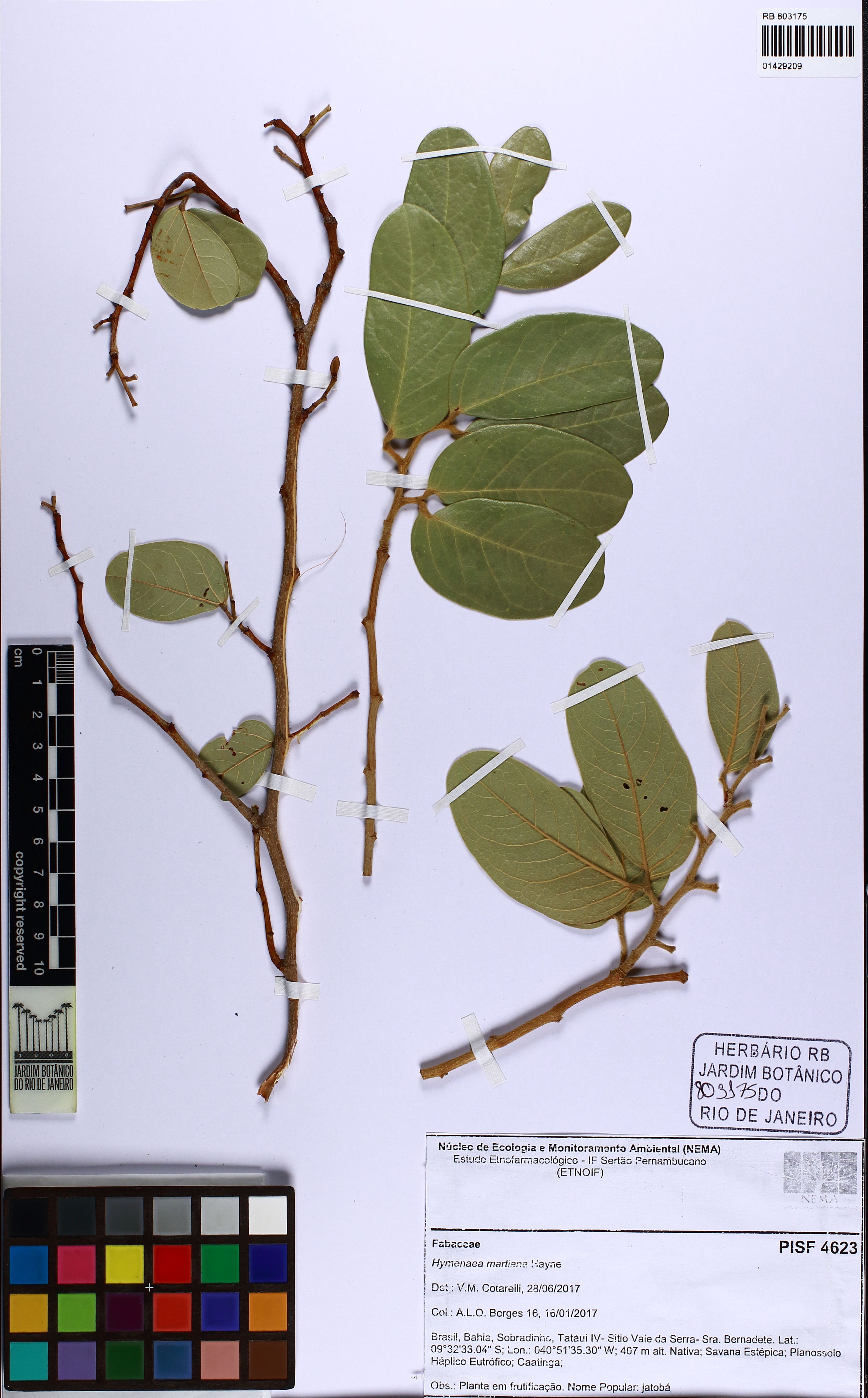 Hymenaea martiana - 25