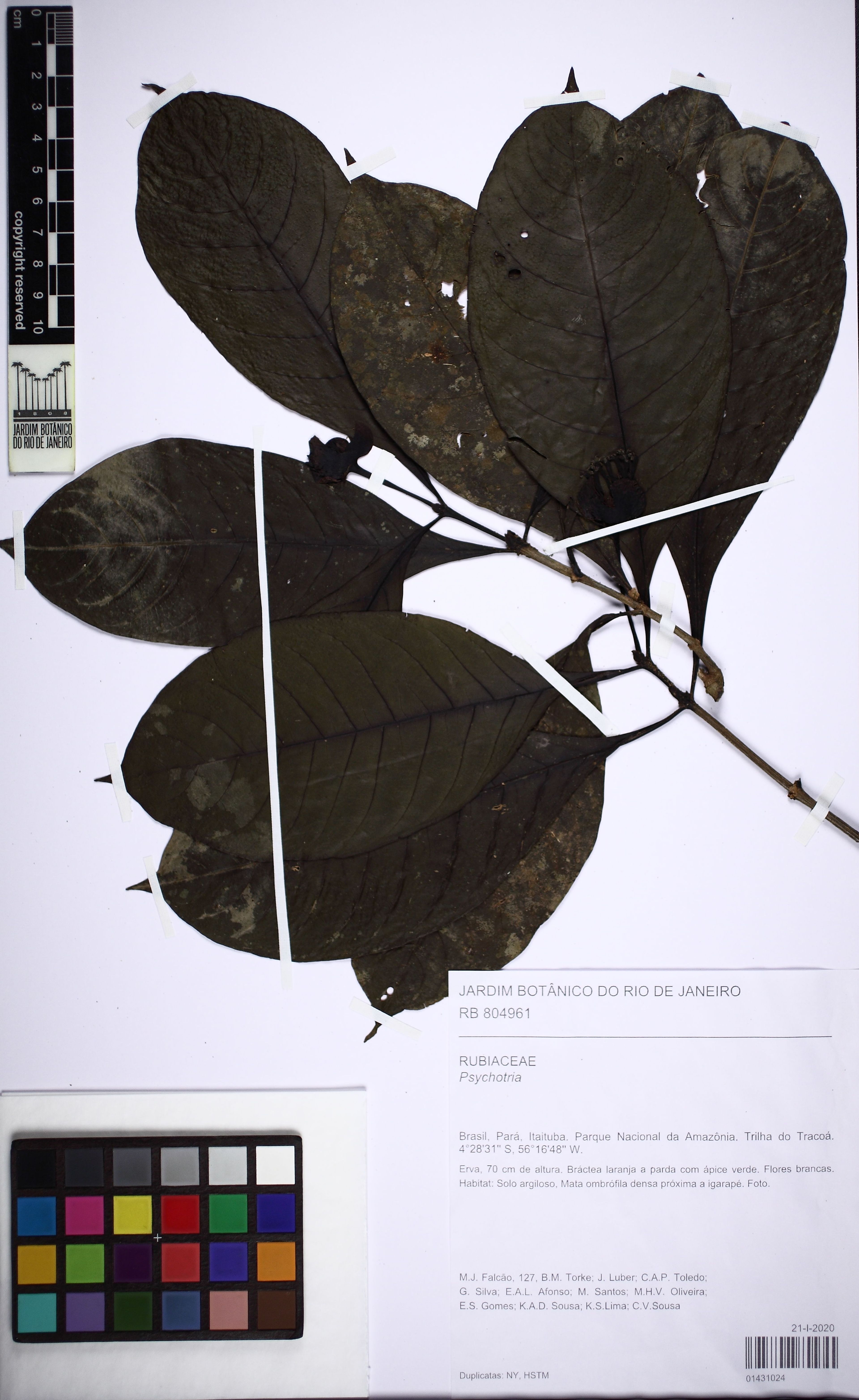 Carapichea - 14
