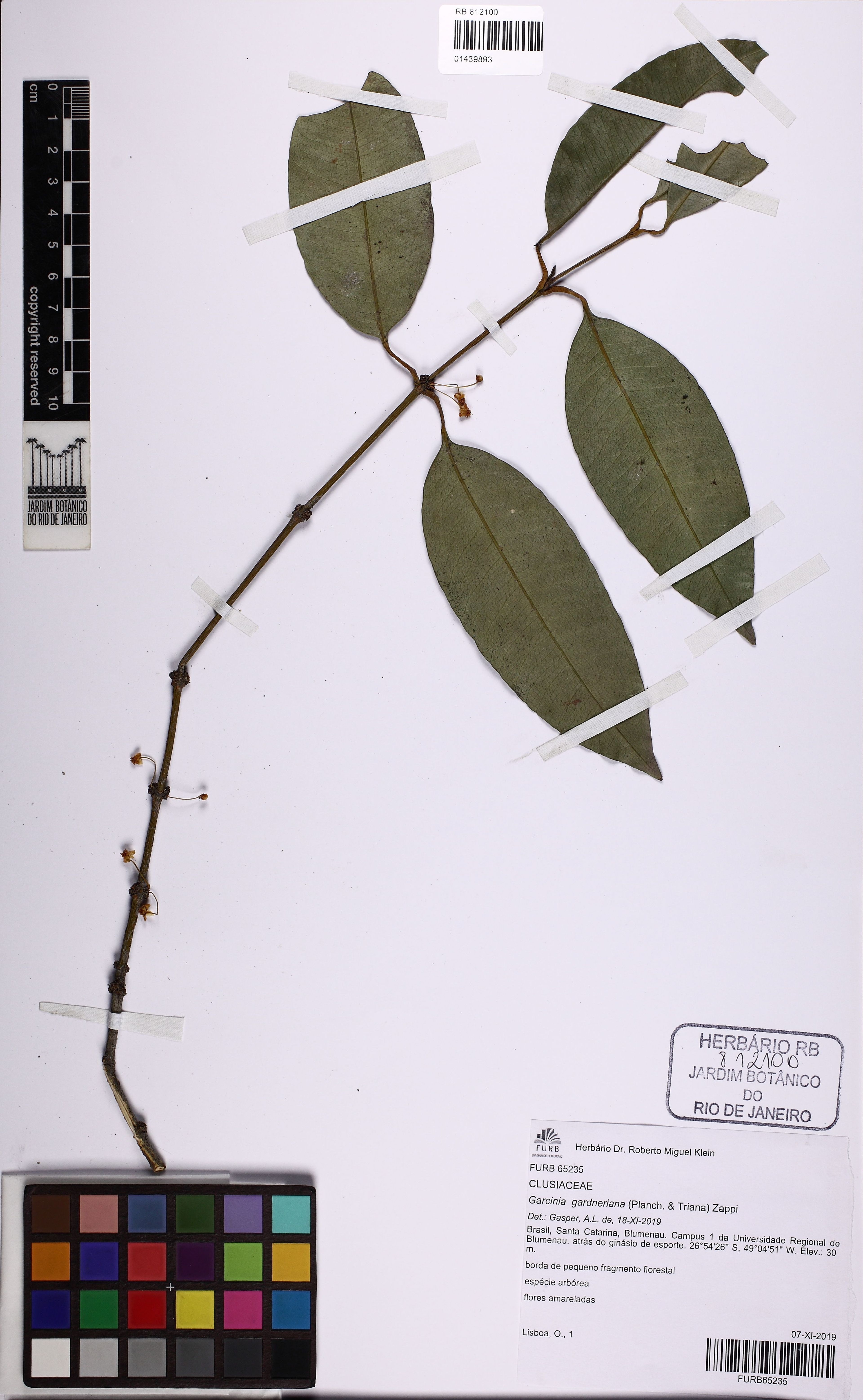 Garcinia gardneriana - 87