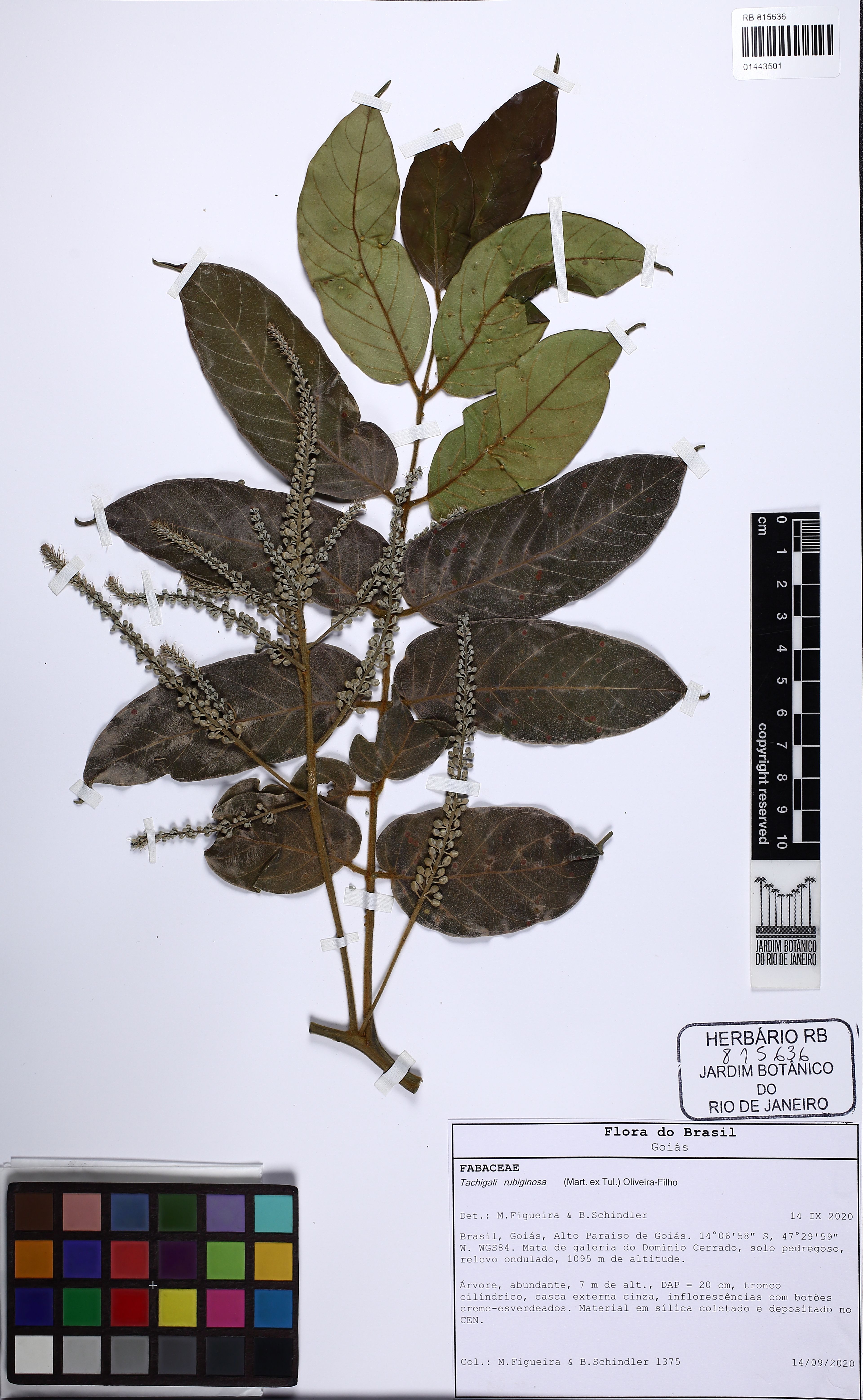 Tachigali rubiginosa - 91
