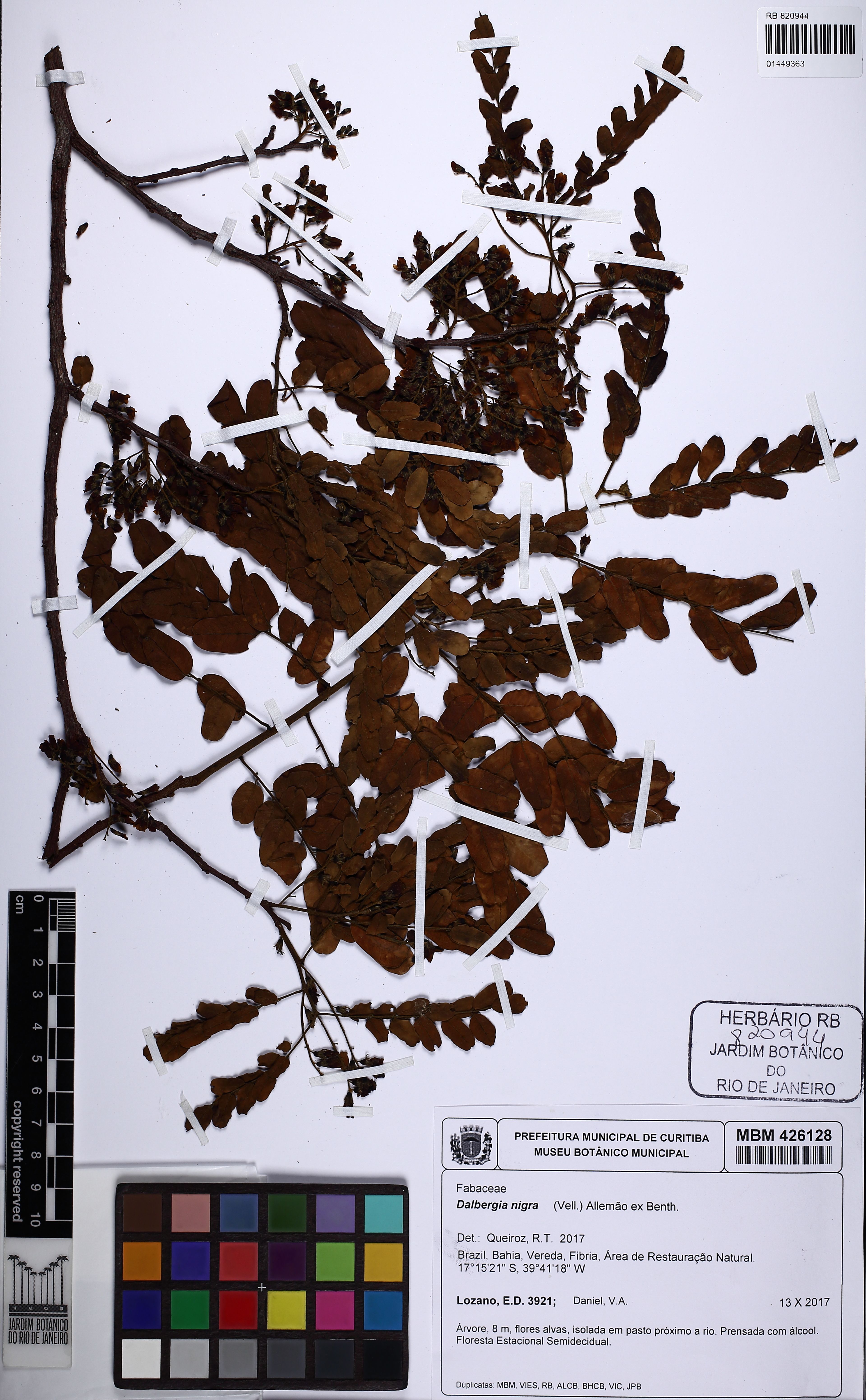 Dalbergia nigra - 100