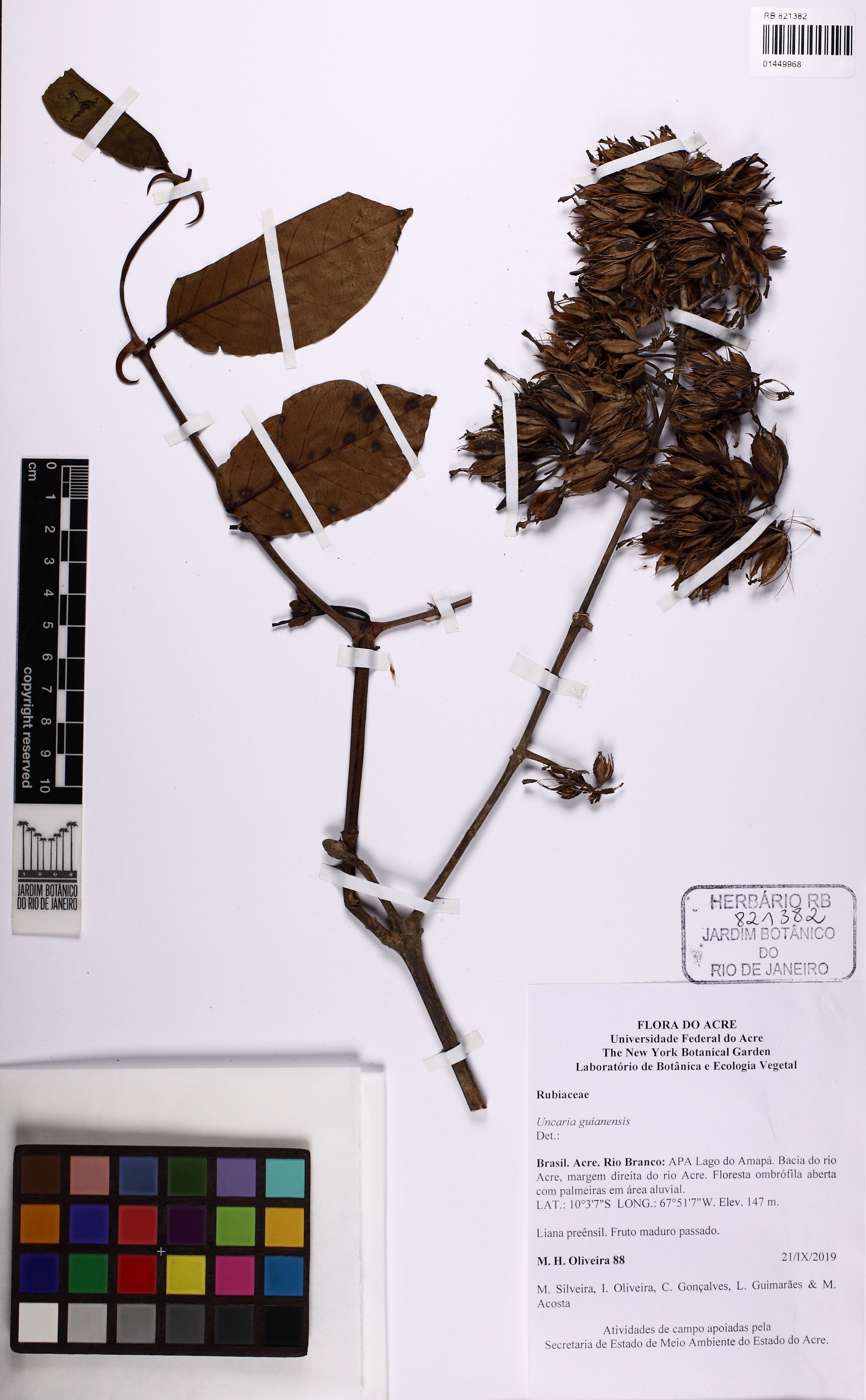 Uncaria guianensis - 133