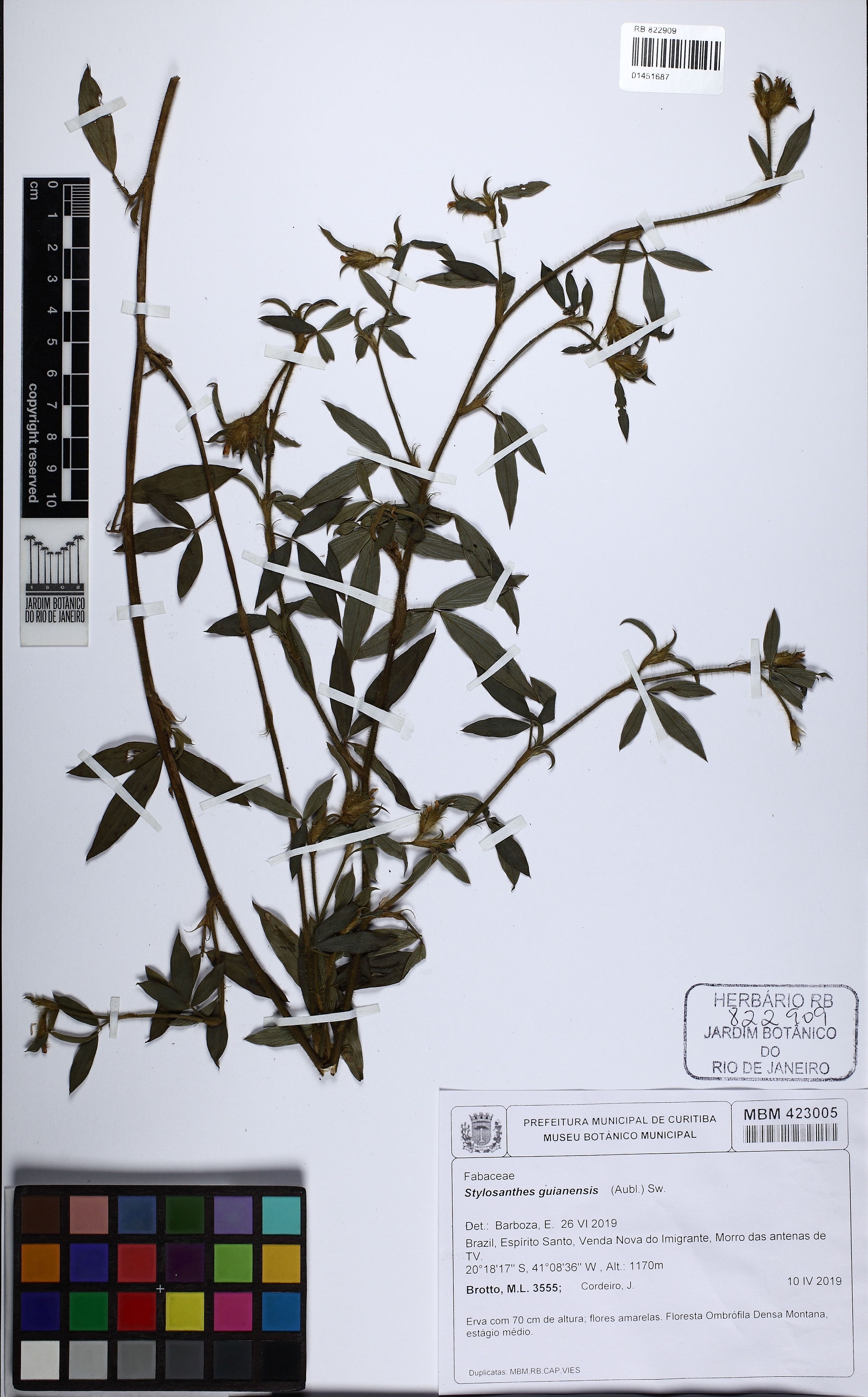Stylosanthes guianensis - 74