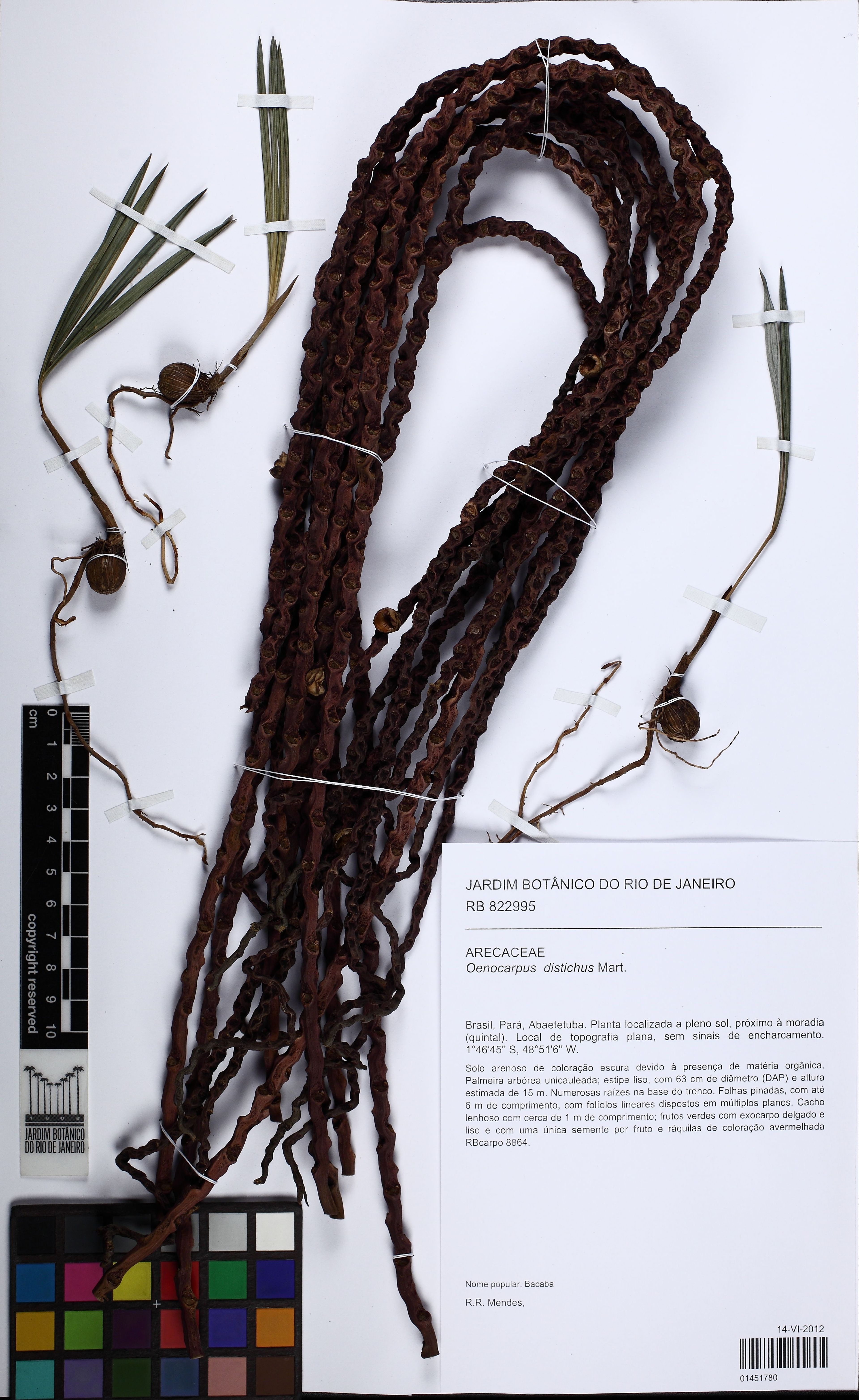 Oenocarpus distichus - 13