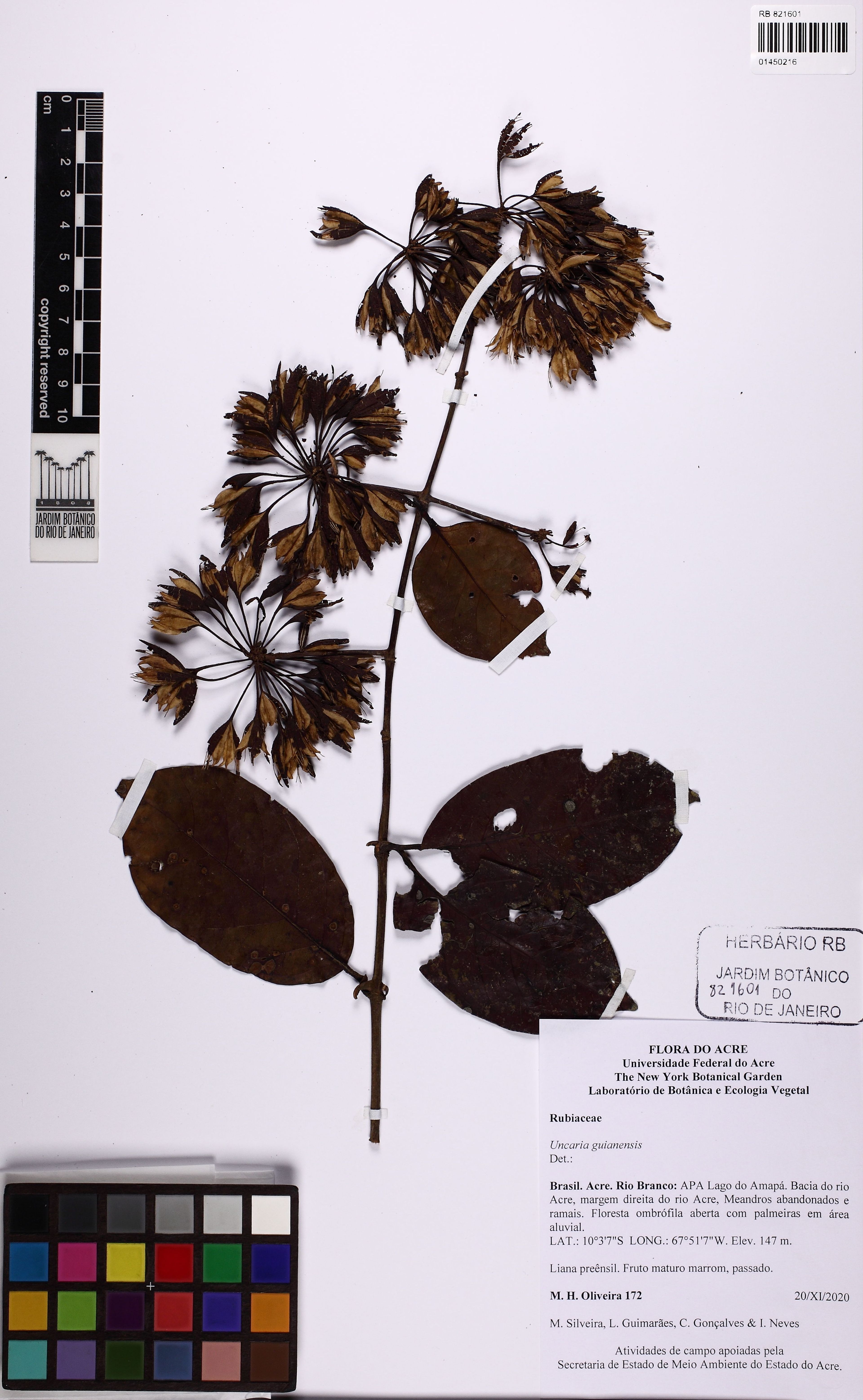 Uncaria guianensis - 164