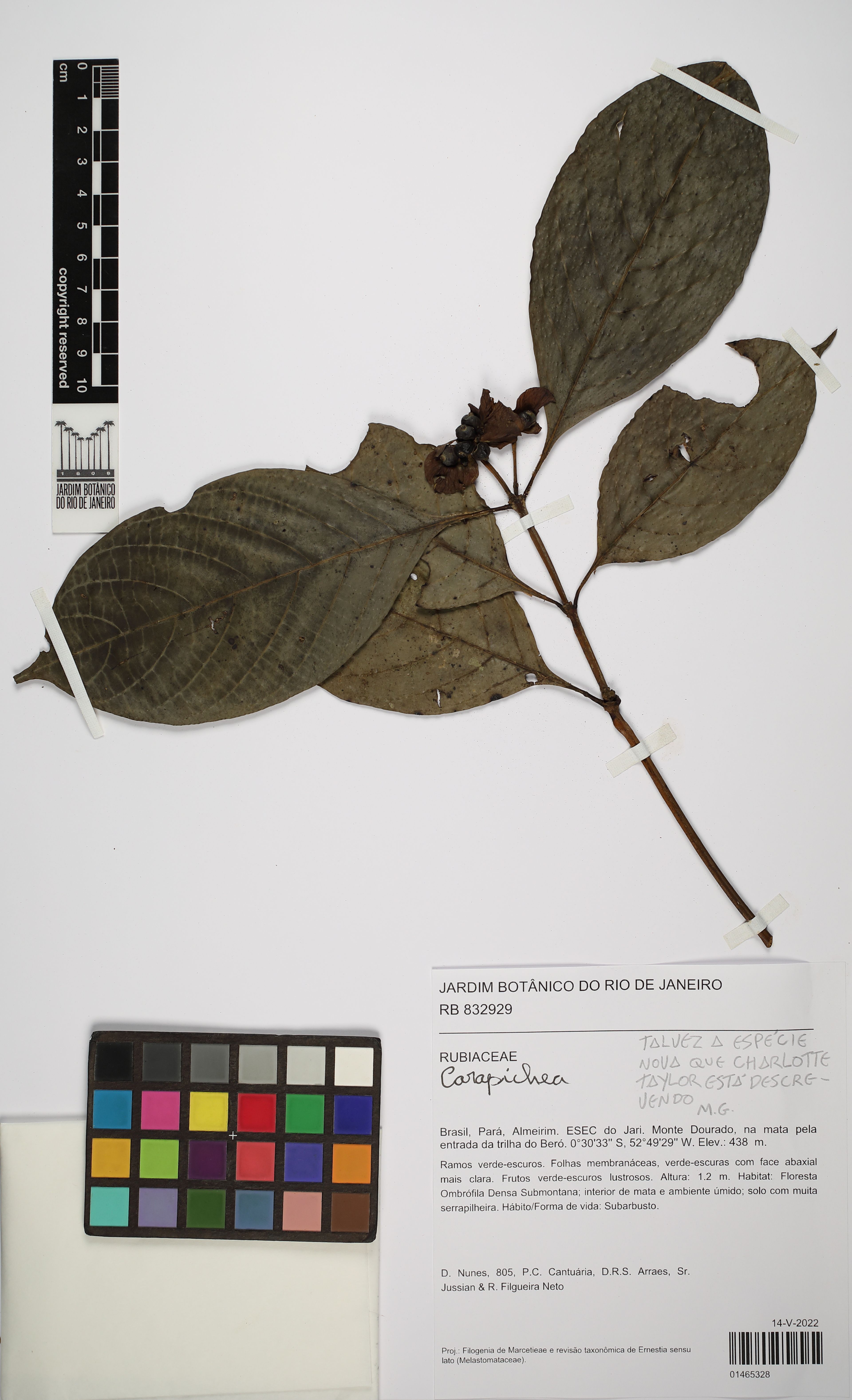 Carapichea - 175