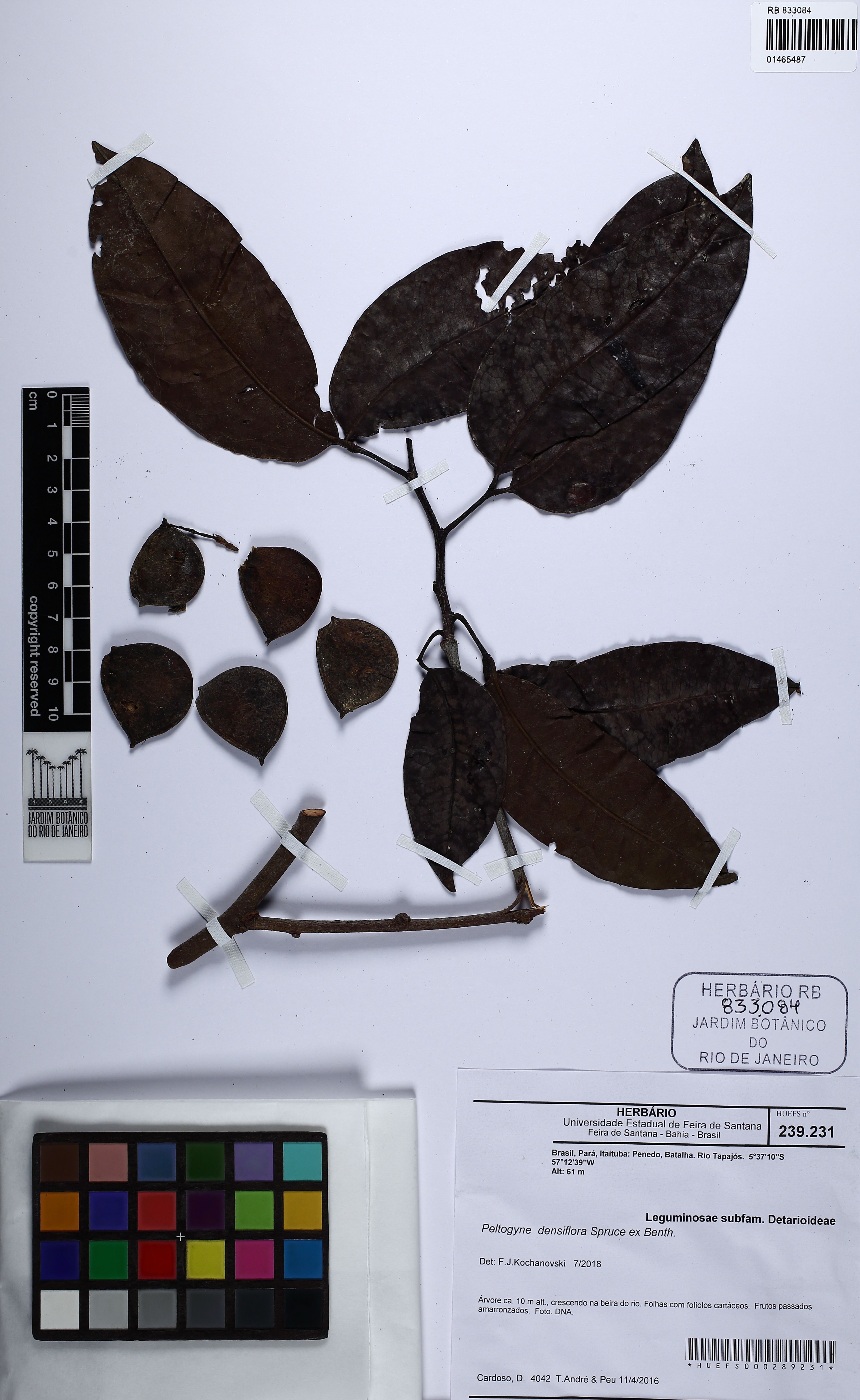 Peltogyne venosa - 70