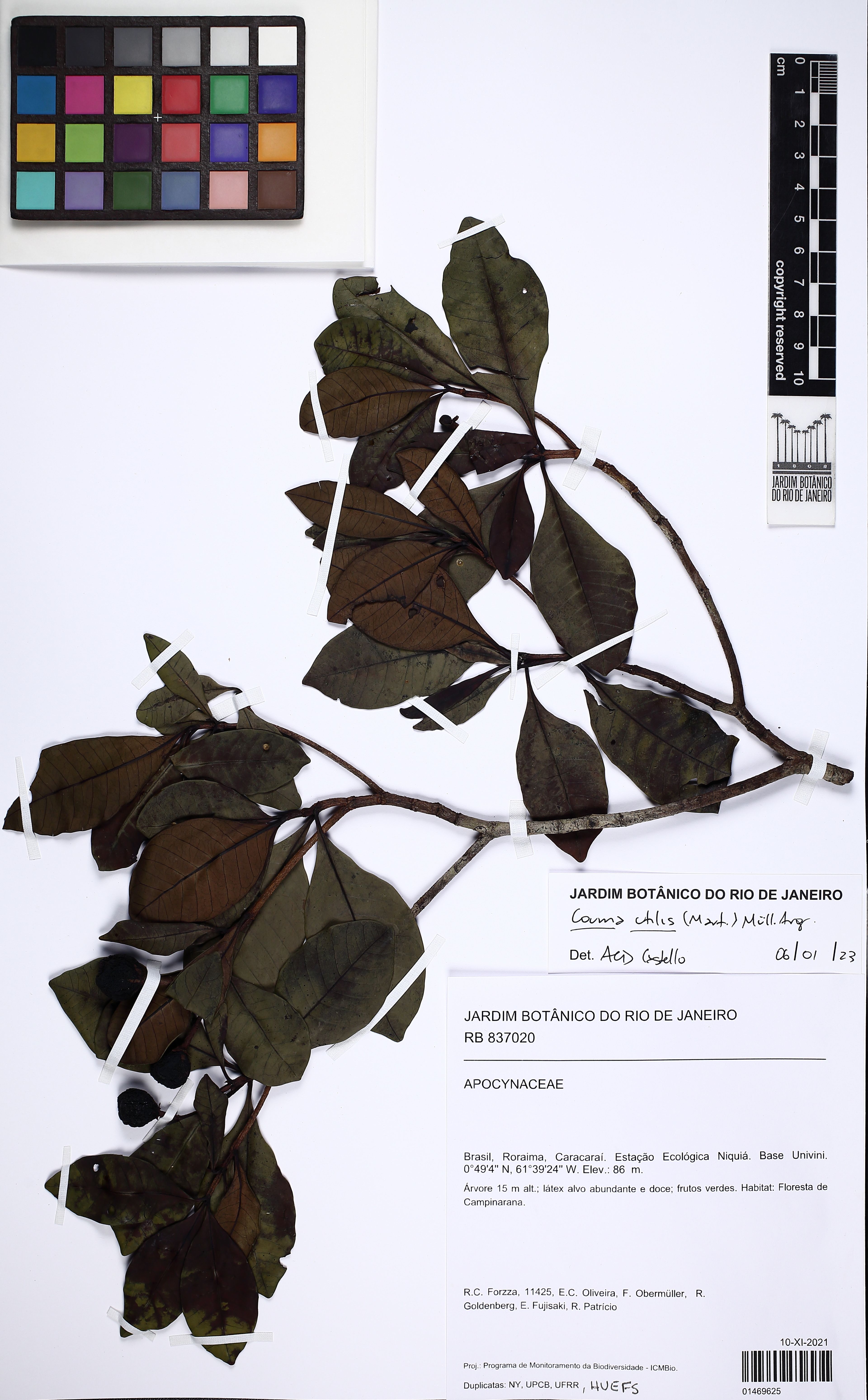 Couma utilis - 84