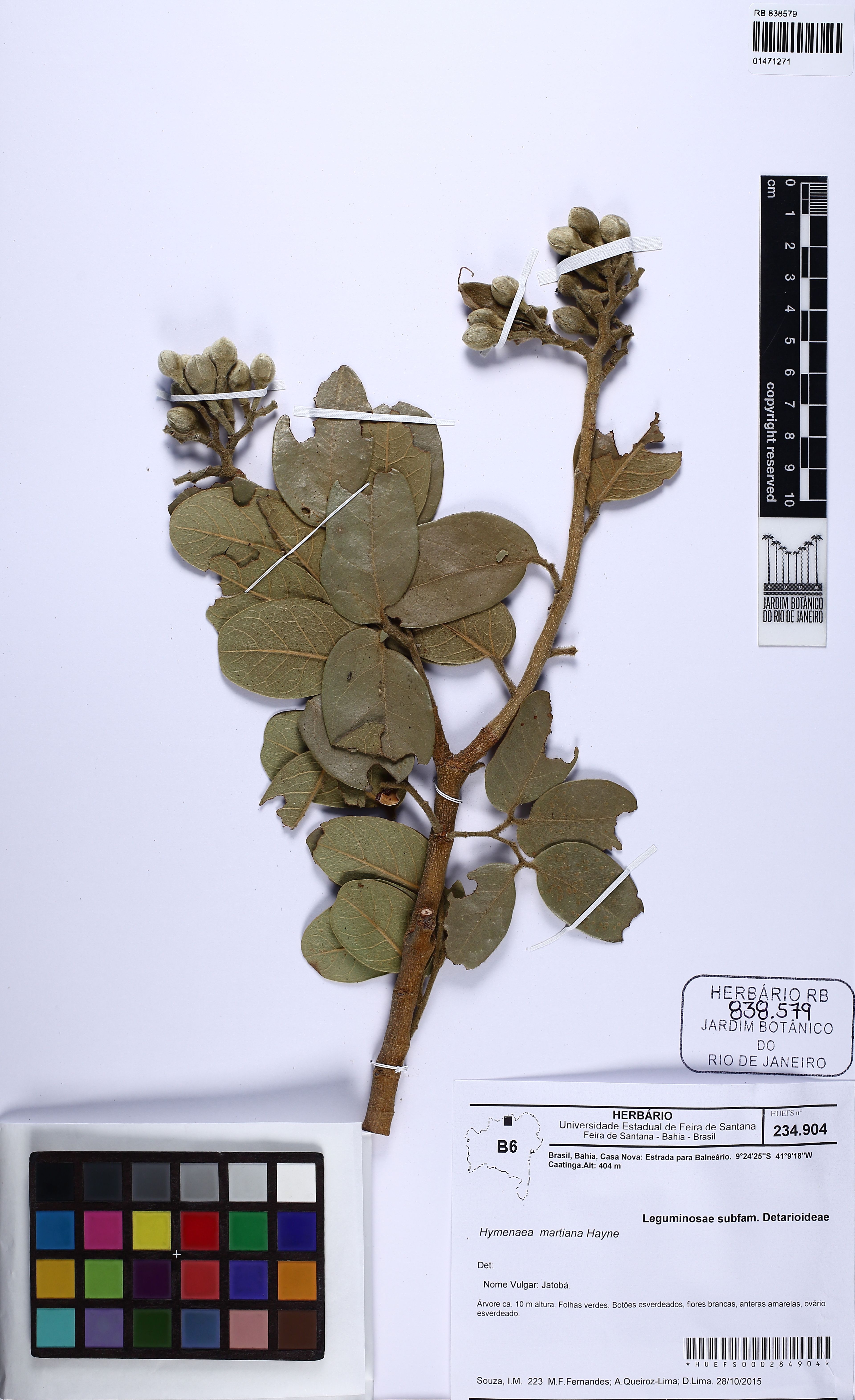 Hymenaea martiana - 54