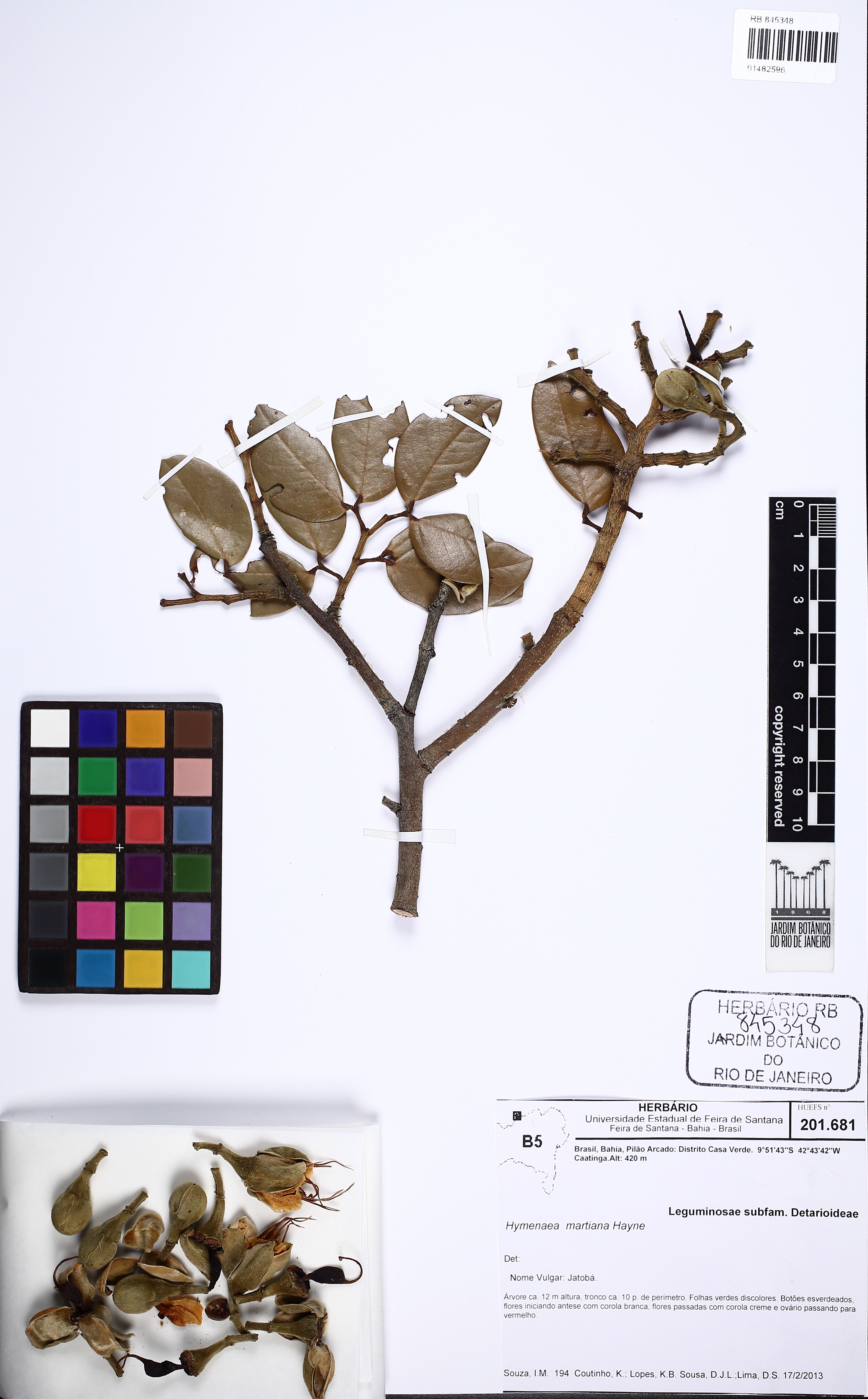Hymenaea martiana - 49
