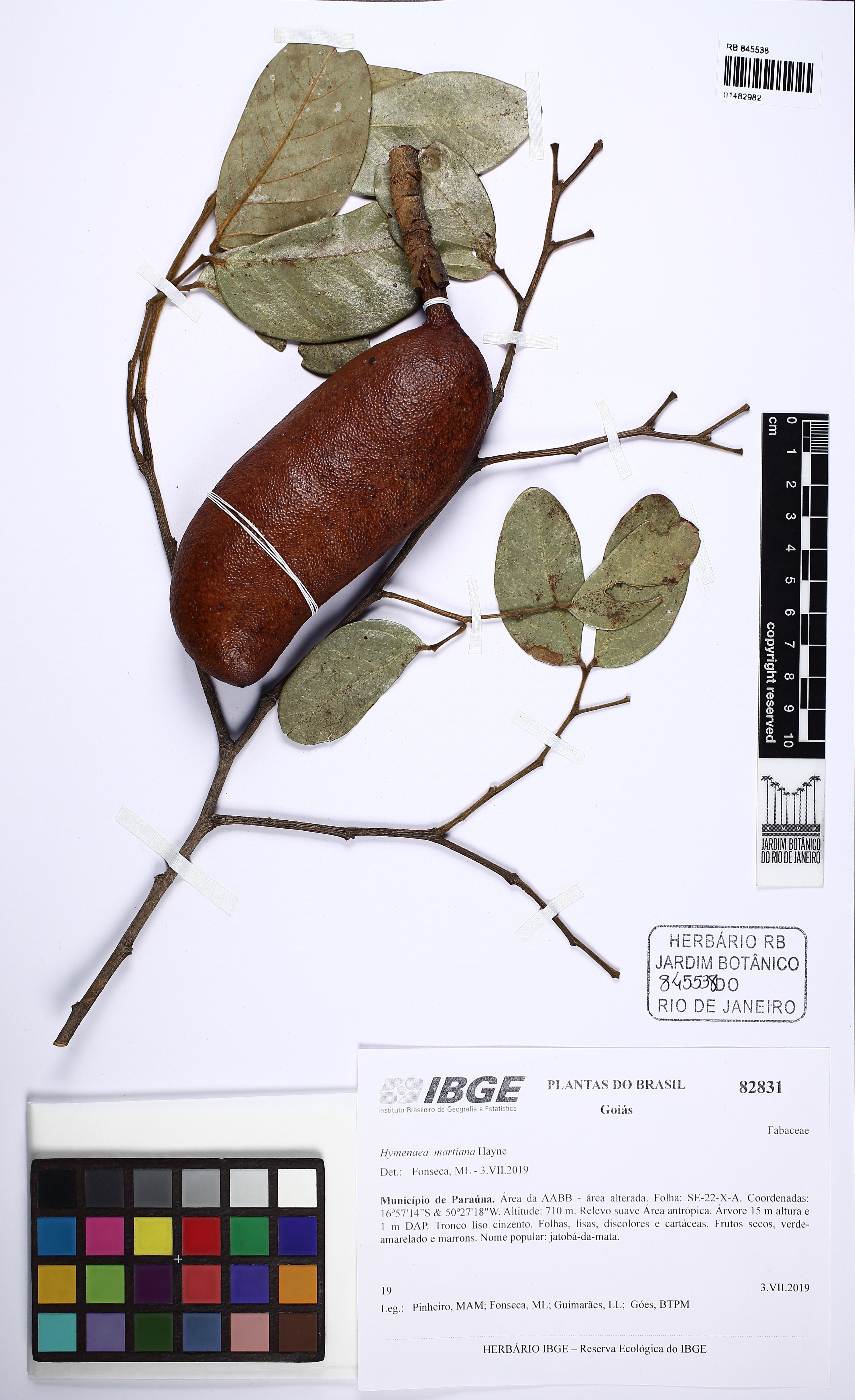 Hymenaea martiana - 73
