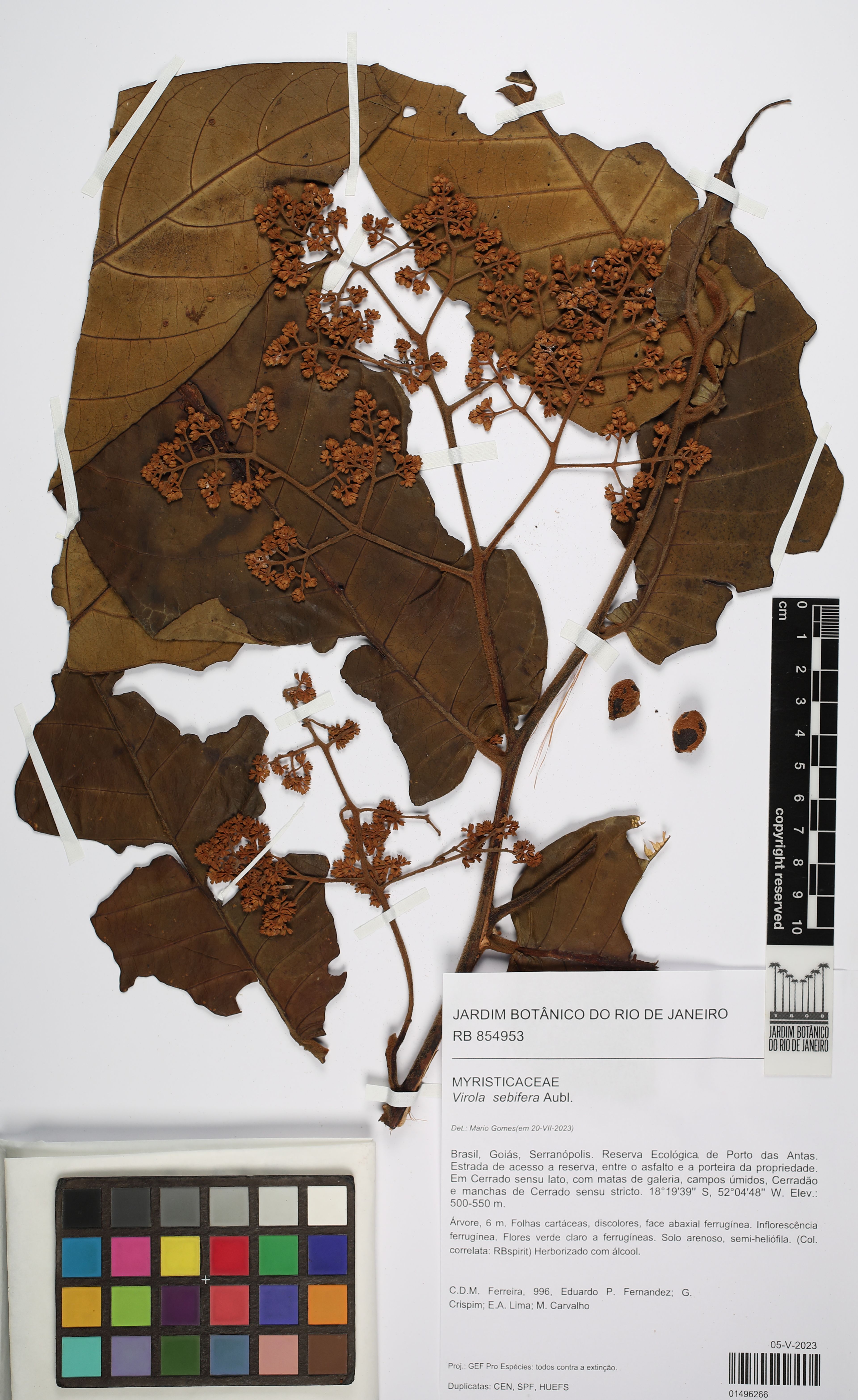 Virola sebifera - 75
