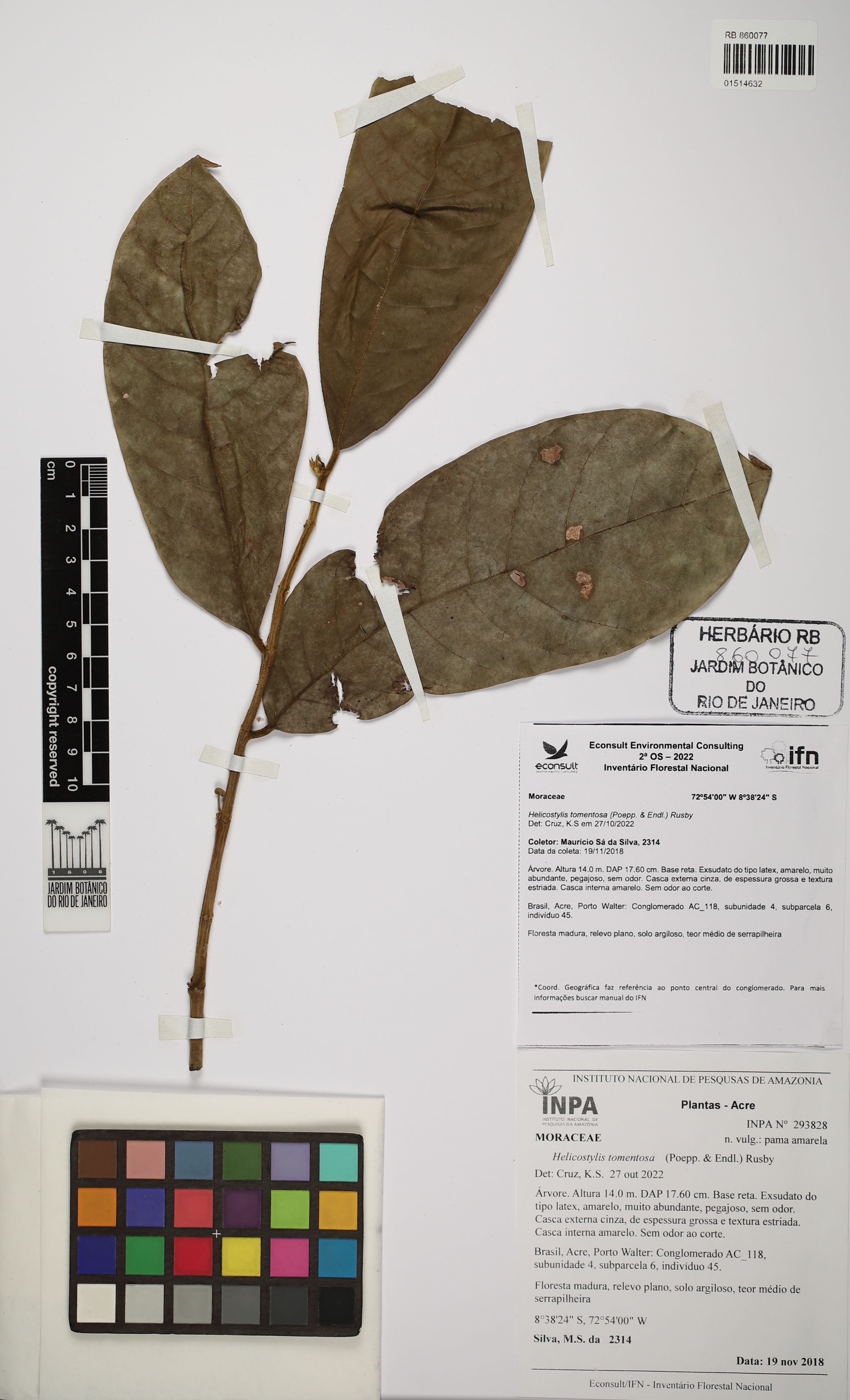 Helicostylis tomentosa - 56