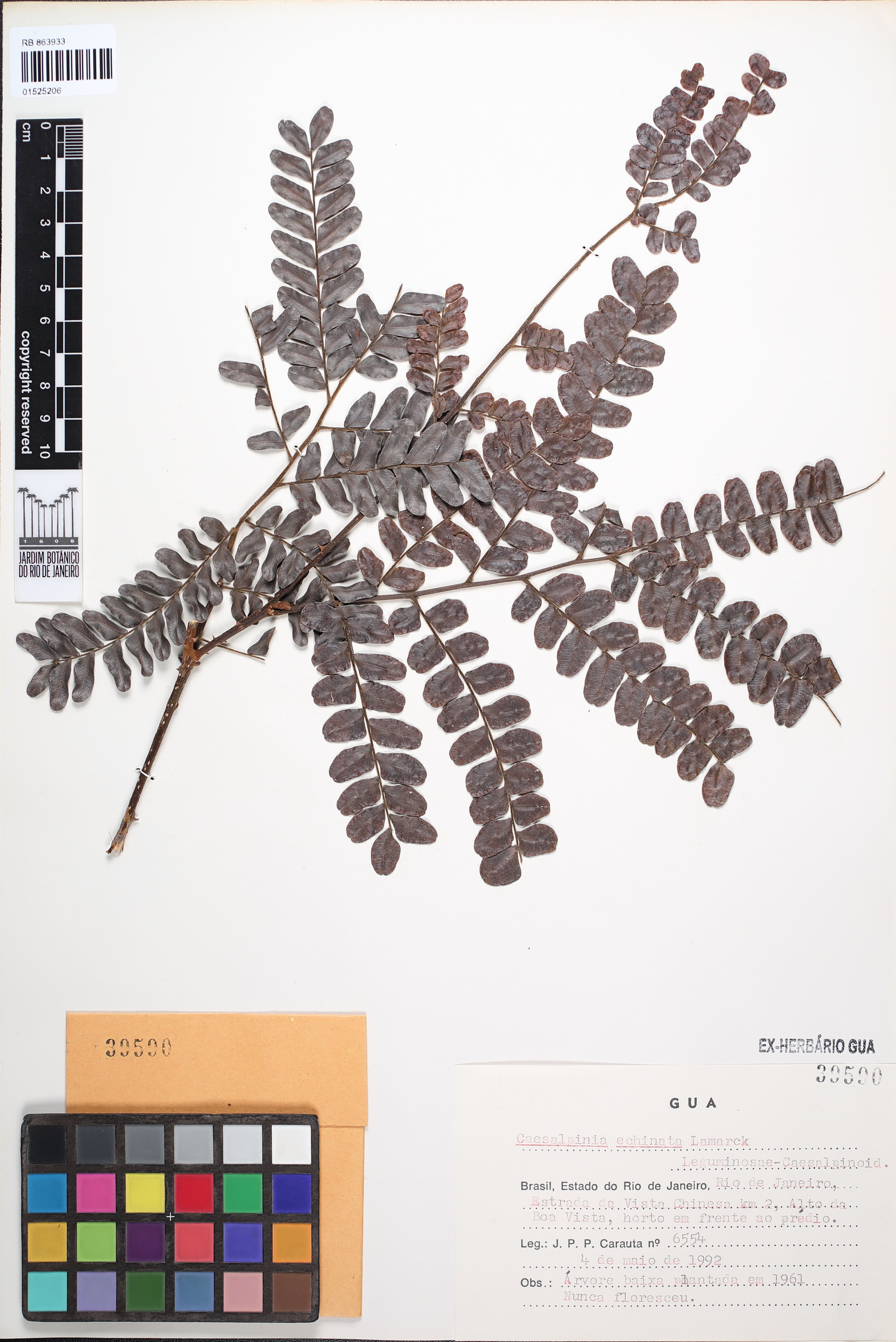 Caesalpinia echinata - 60