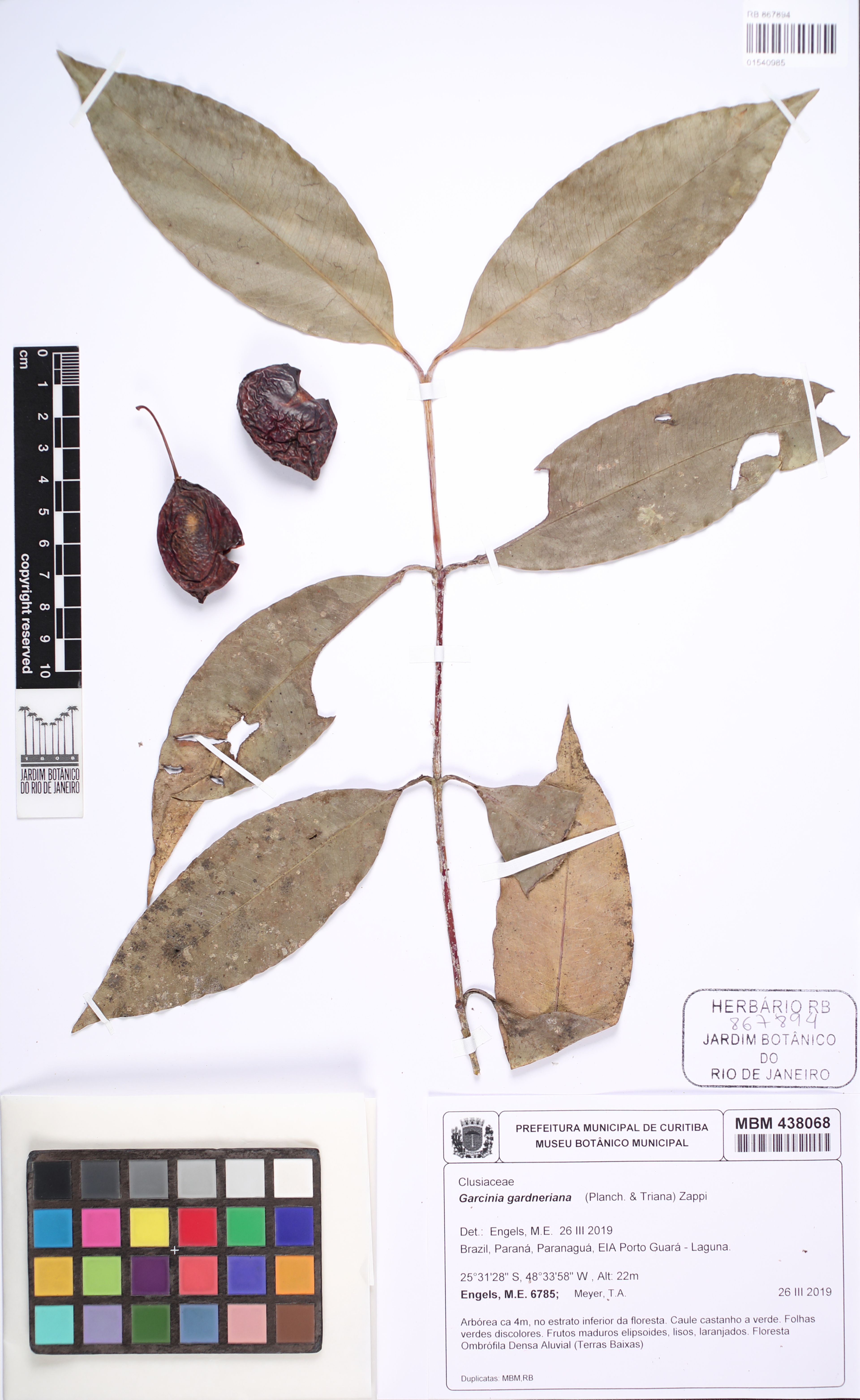 Garcinia gardneriana - 75