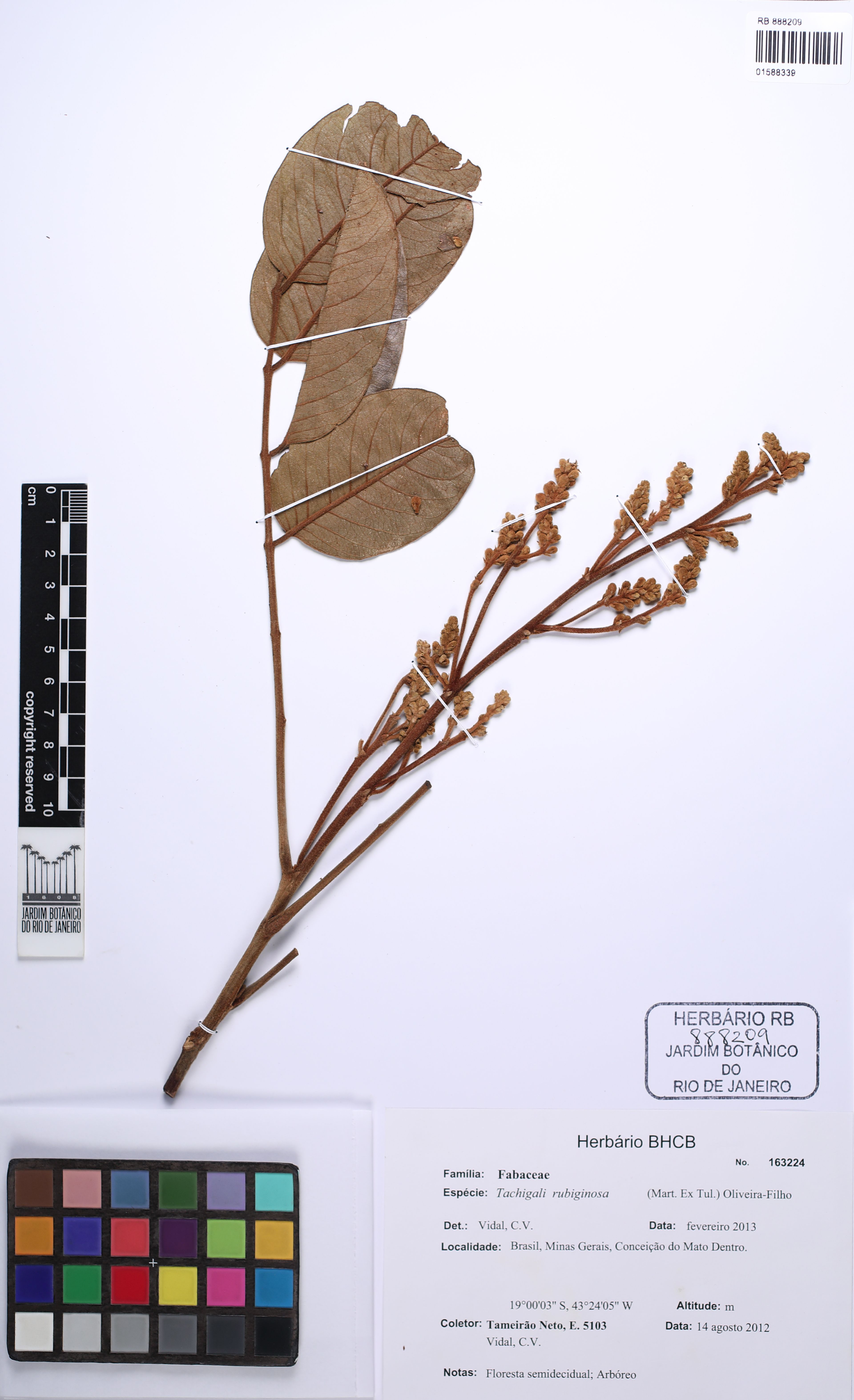 Tachigali rubiginosa - 80