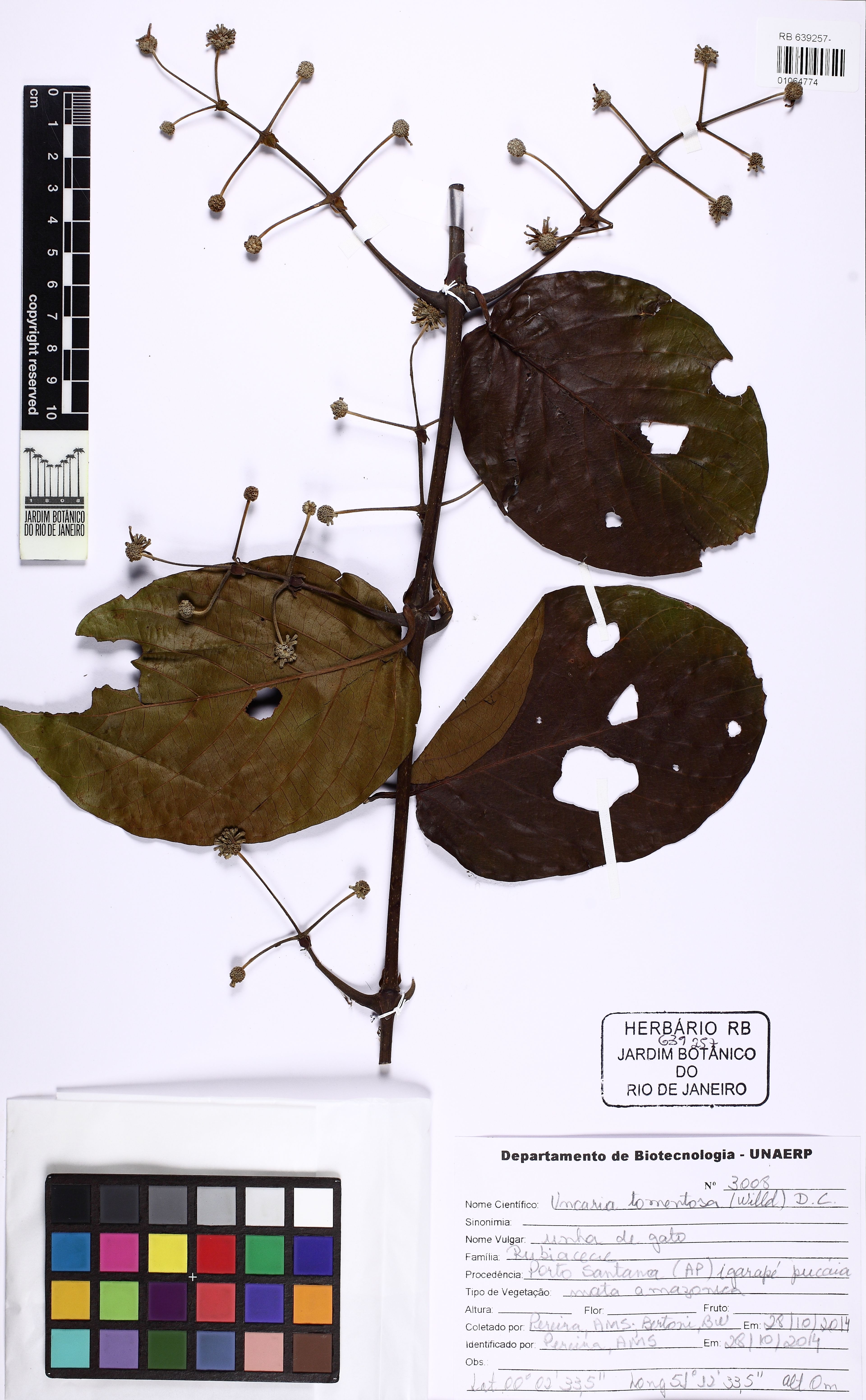 Uncaria tomentosa - 66