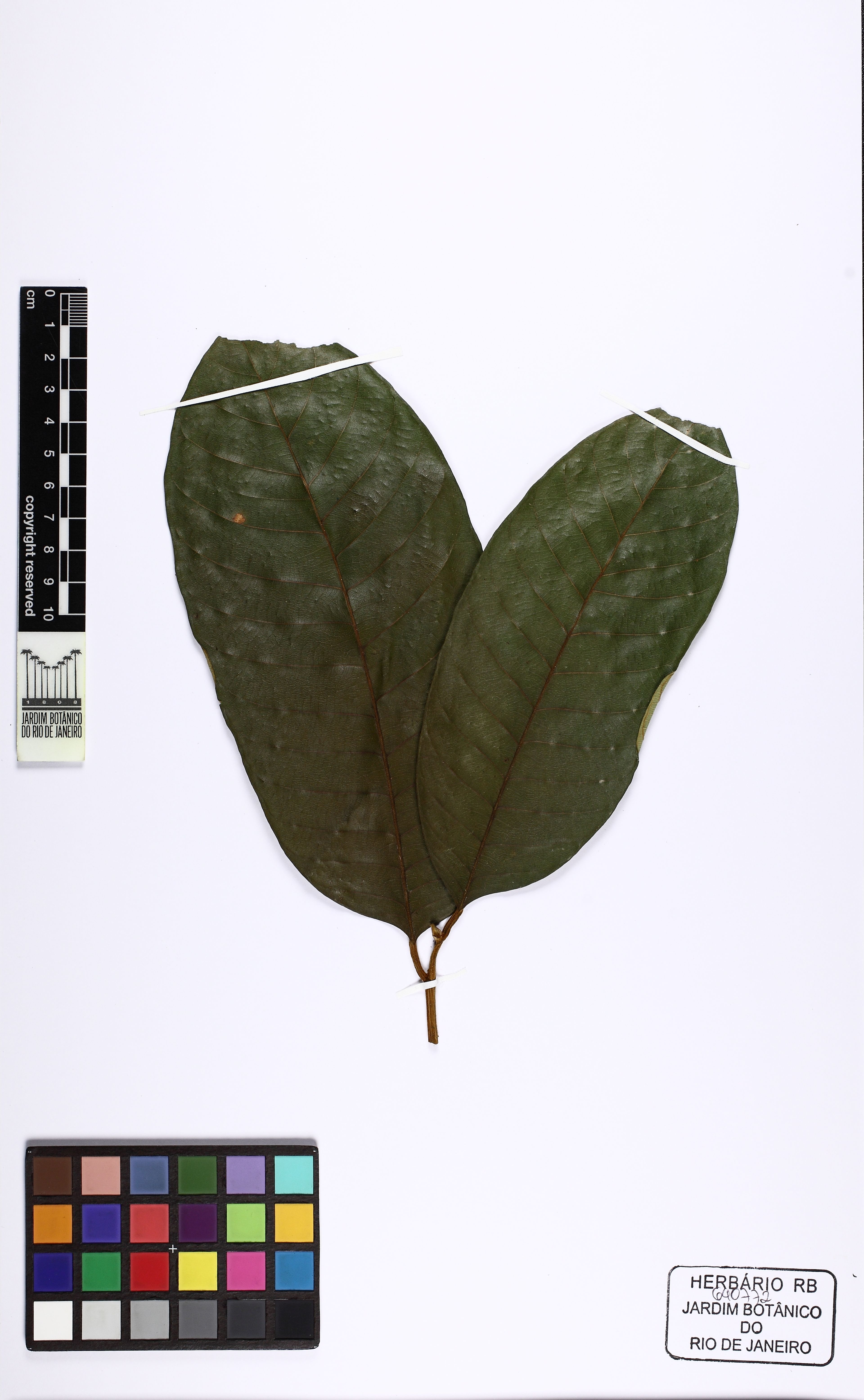 Helicostylis tomentosa - 42