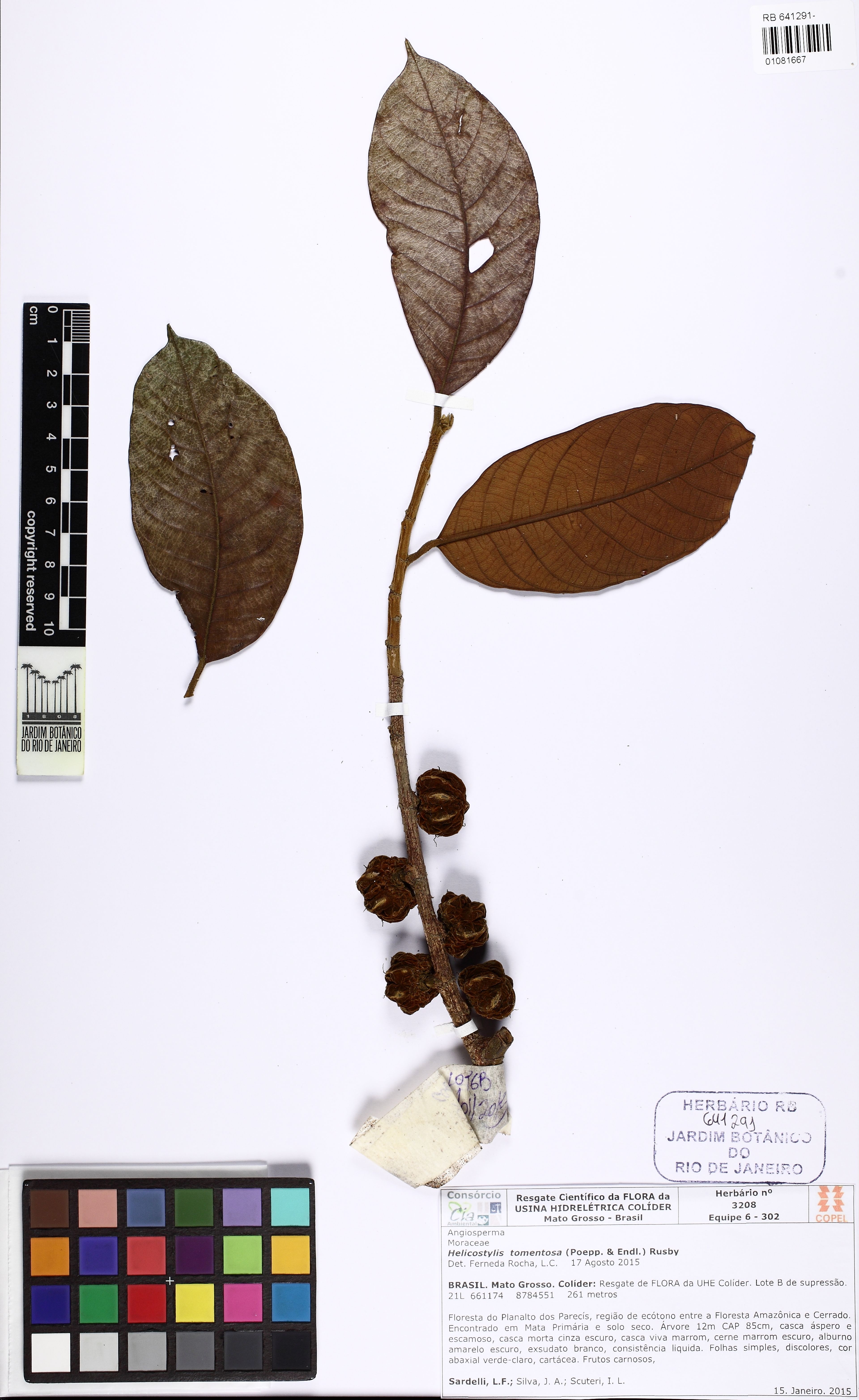 Helicostylis tomentosa - 93