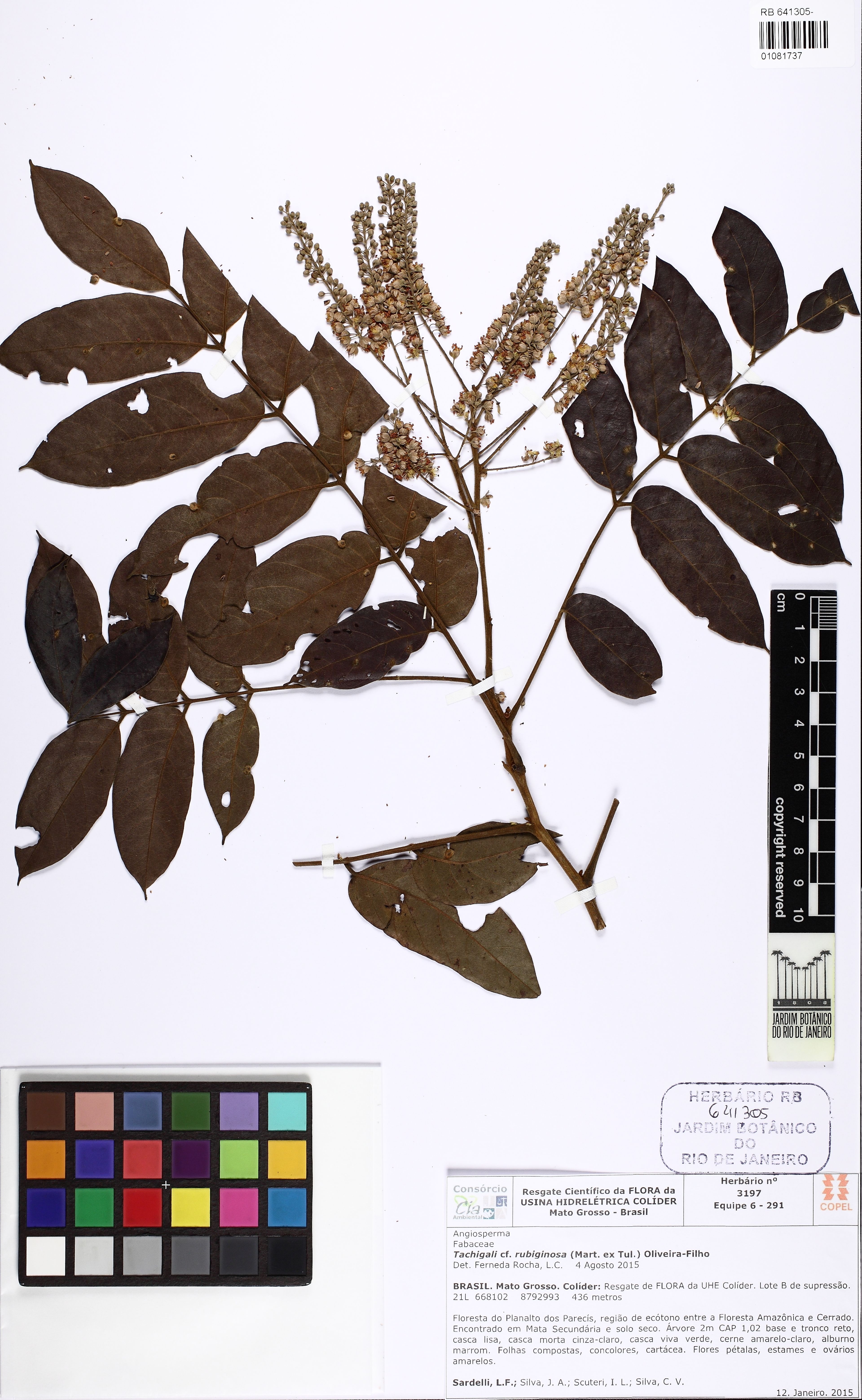 Tachigali rubiginosa - 56
