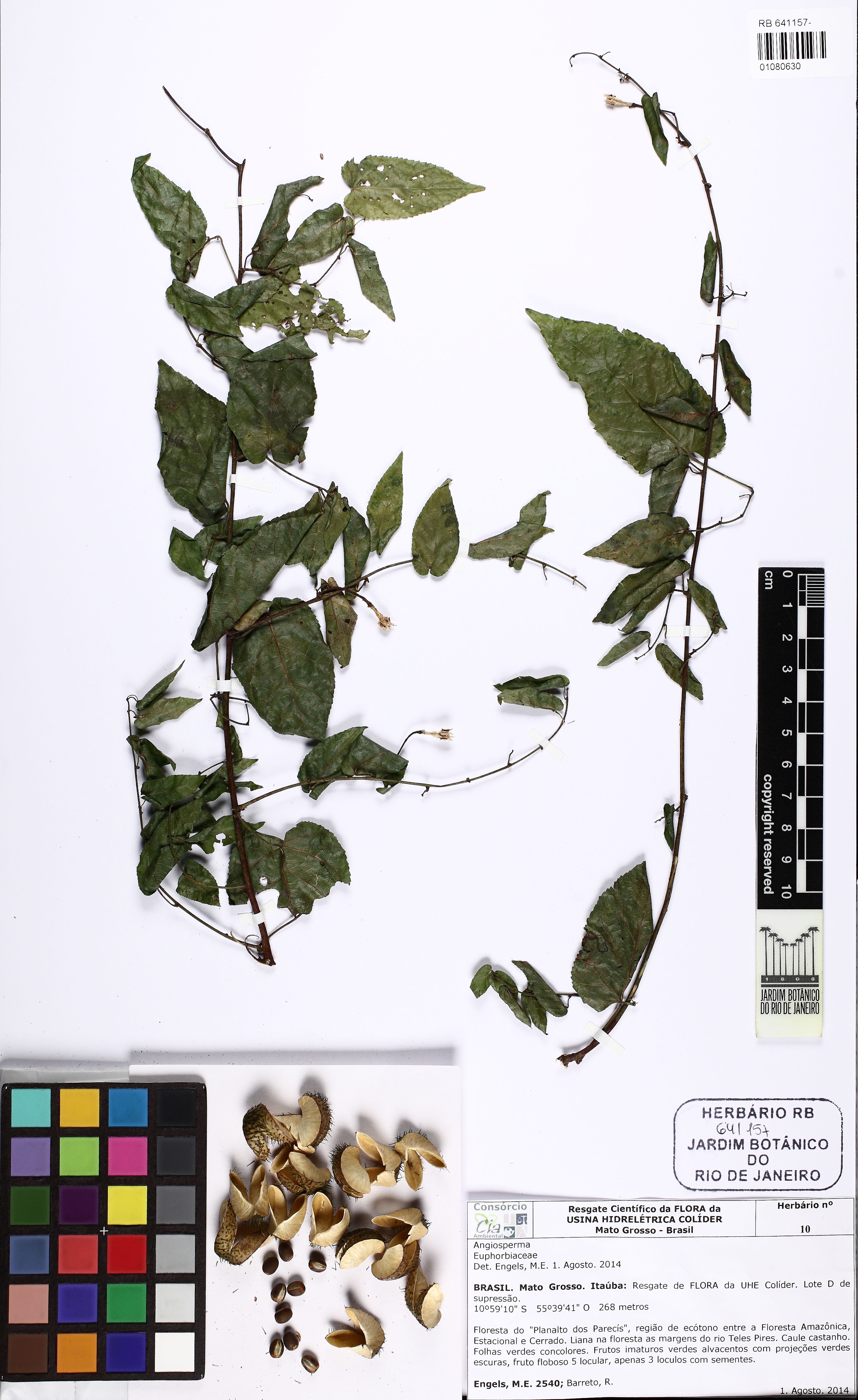Plukenetia volubilis - 49